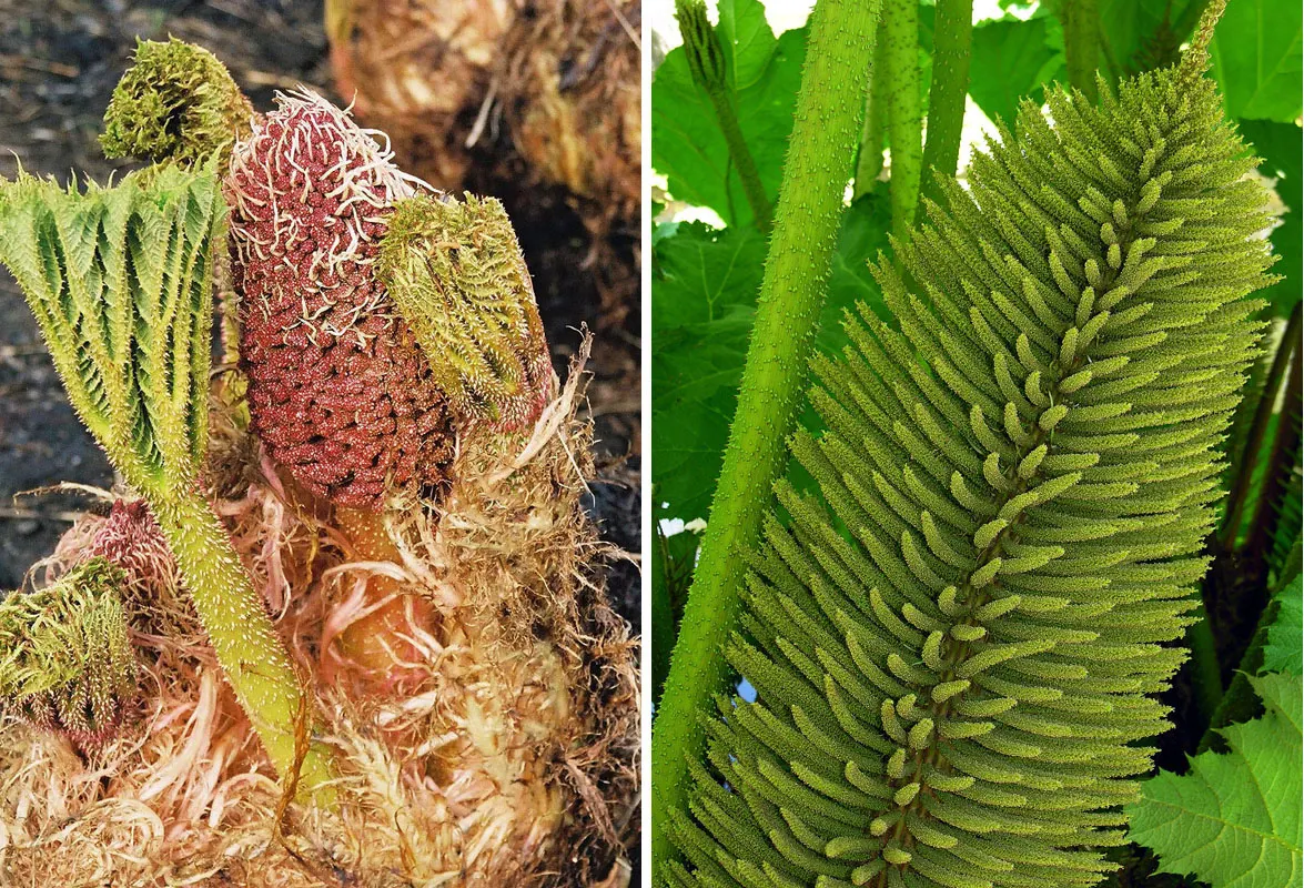 Giant Gunnera (Gunnera Manicata) — rhubarb-like leaves that can span up to 8 feet across; although hardy in USDA zones 7 to 10