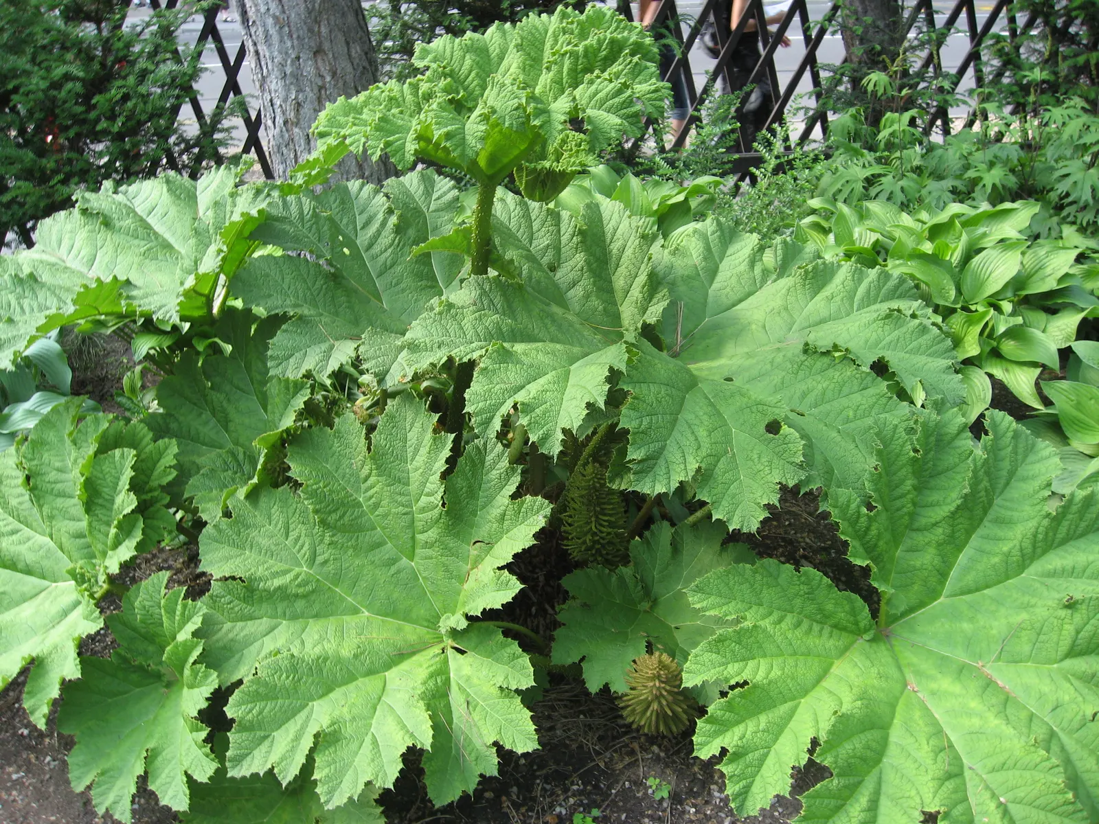 Giant Gunnera (Gunnera Manicata) — Ideal for a waterside focal point in USDA zones 7-10; green and red flowers in the garden, image 43