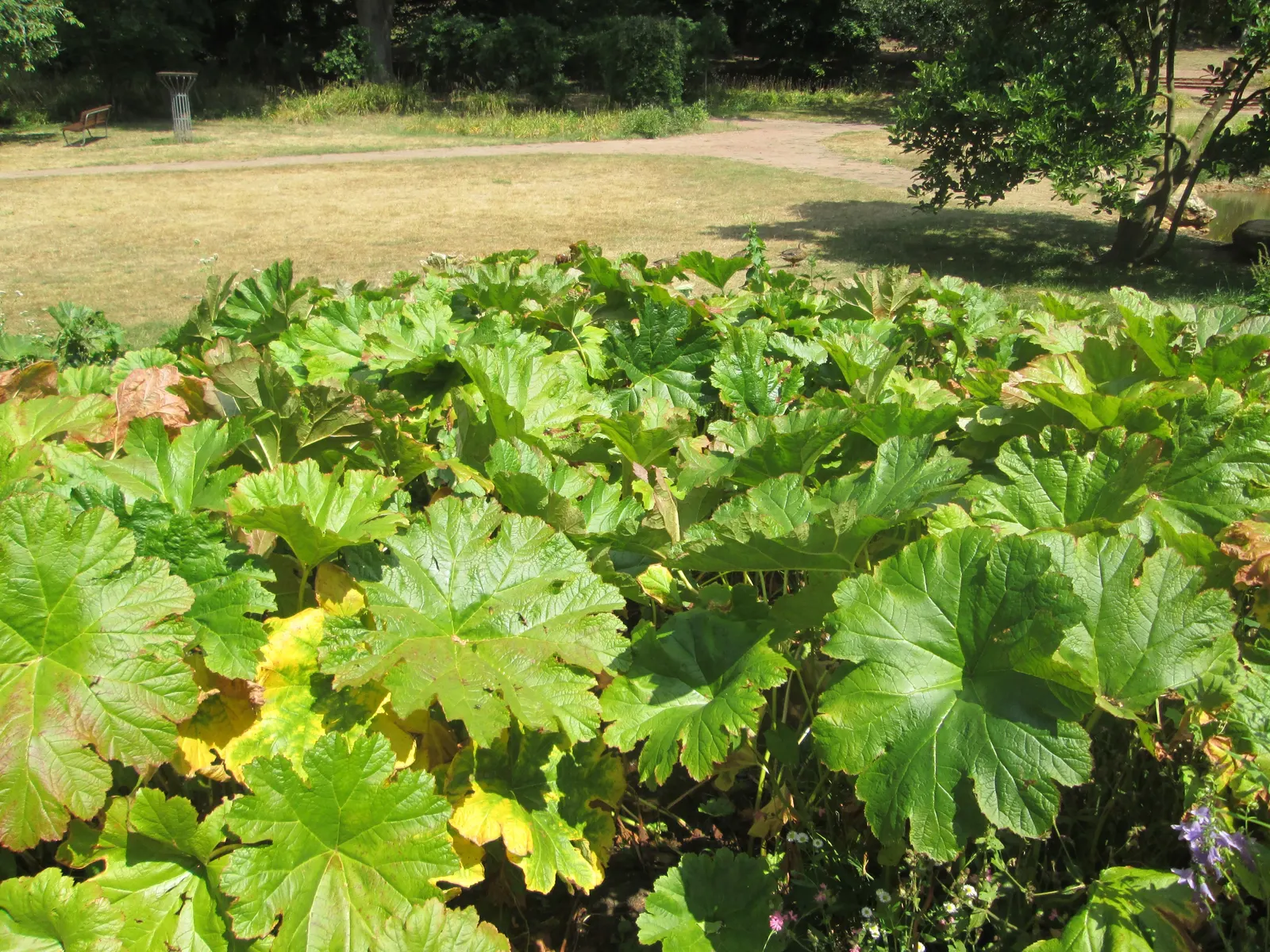 Giant Gunnera (Gunnera Manicata) — Ideal for a waterside focal point in USDA zones 7-10; green and red flowers in the garden, image 103