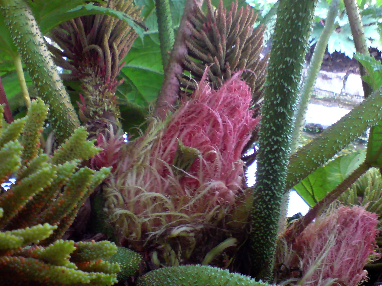 Giant Gunnera (Gunnera Manicata) — where its roots can remain hydrated