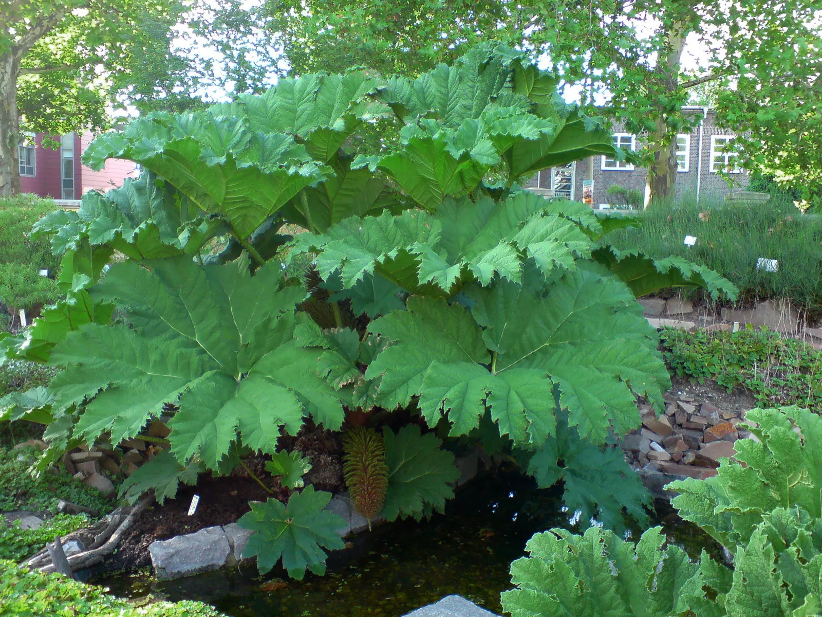 Giant Gunnera (Gunnera Manicata) — is an impactful perennial; requiring ample space with a spread of 10 feet and a height of up to 8 feet, image 61