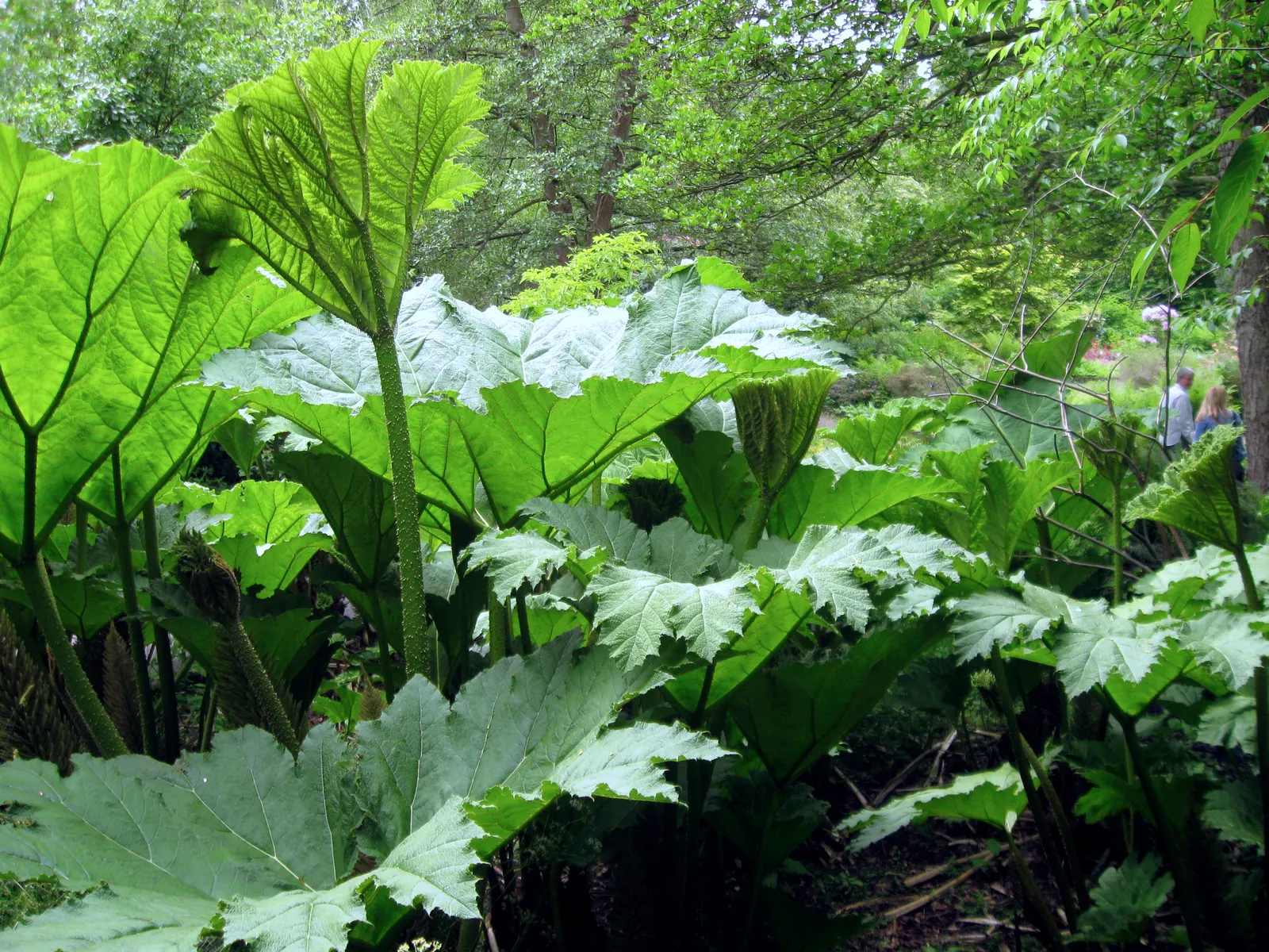 Giant Gunnera (Gunnera Manicata) — rhubarb-like leaves that can span up to 8 feet across; although hardy in USDA zones 7 to 10, image 62