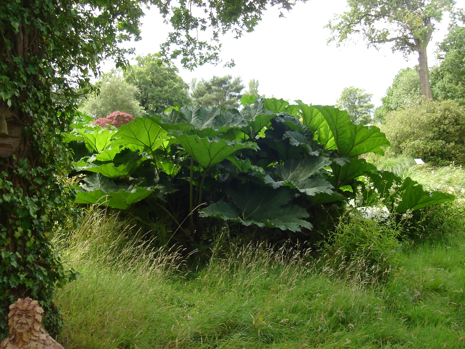 Giant Gunnera (Gunnera Manicata) — Regular feeding and consistent moisture will ensure this plant maintains vigor and its signature grandeur, image 97
