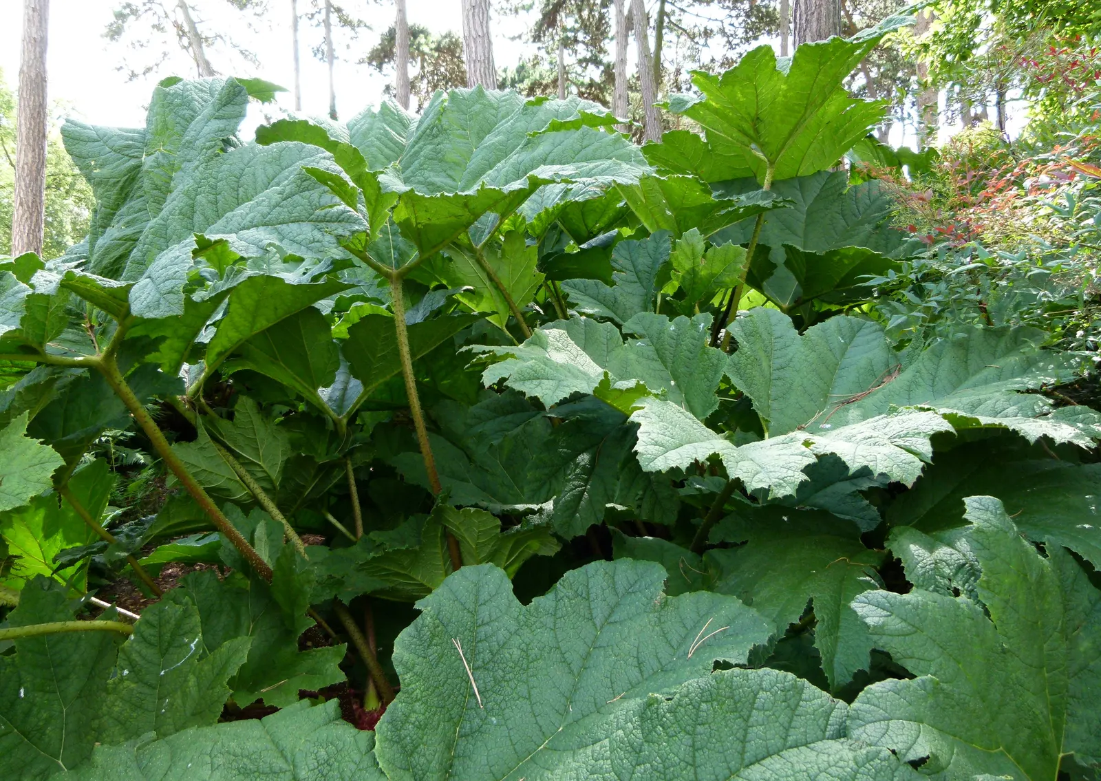 Giant Gunnera (Gunnera Manicata) — These spikes add a prehistoric touch to the garden aesthetic.<br><br>With a spread of up to 10 to 15 feet; it's a visual