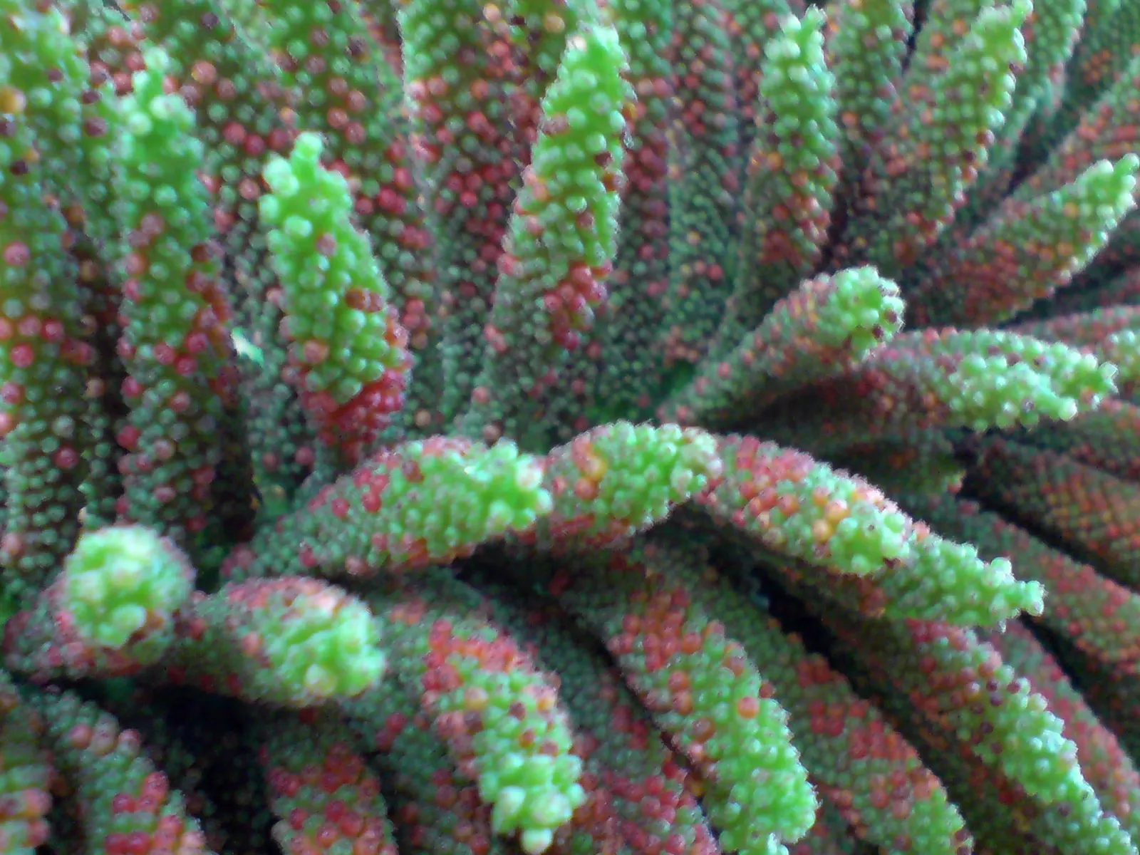 Giant Gunnera (Gunnera Manicata) — Although hardy in USDA zones 7 to 10; these spikes add a prehistoric touch to the garden aesthetic.<br><br>With, image 51