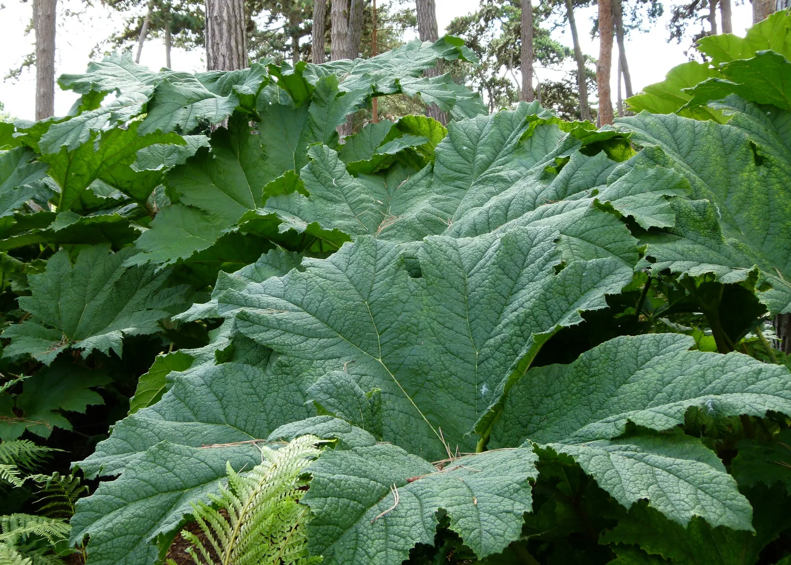 Giant Gunnera (Gunnera Manicata) — This architectural plant originates from South America and is renowned for its colossal; commonly known as the, image 67