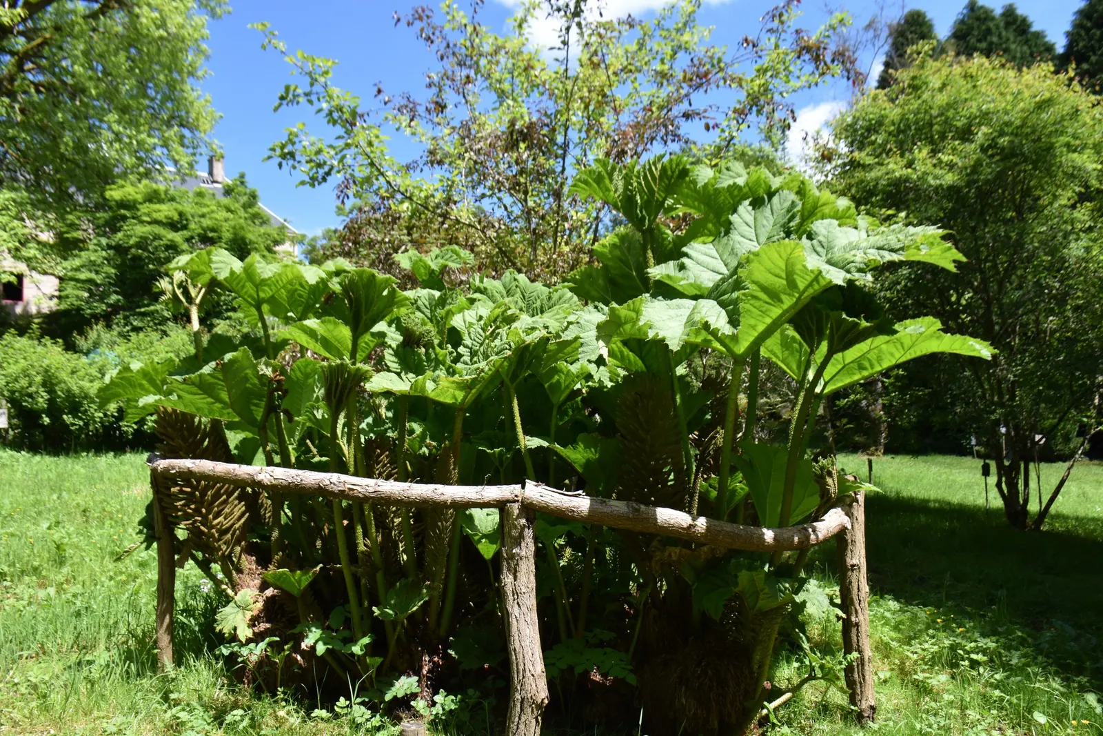 Giant Gunnera (Gunnera Manicata) — It's a visual anchor that creates a sense of lushness and drama