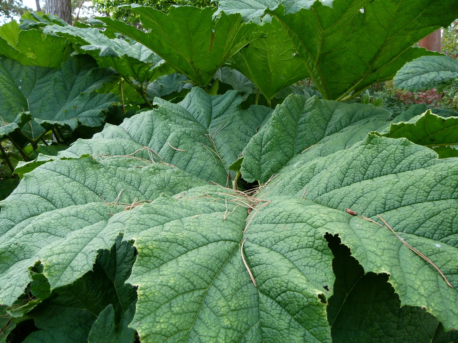 Giant Gunnera (Gunnera Manicata) — Although hardy in USDA zones 7 to 10
