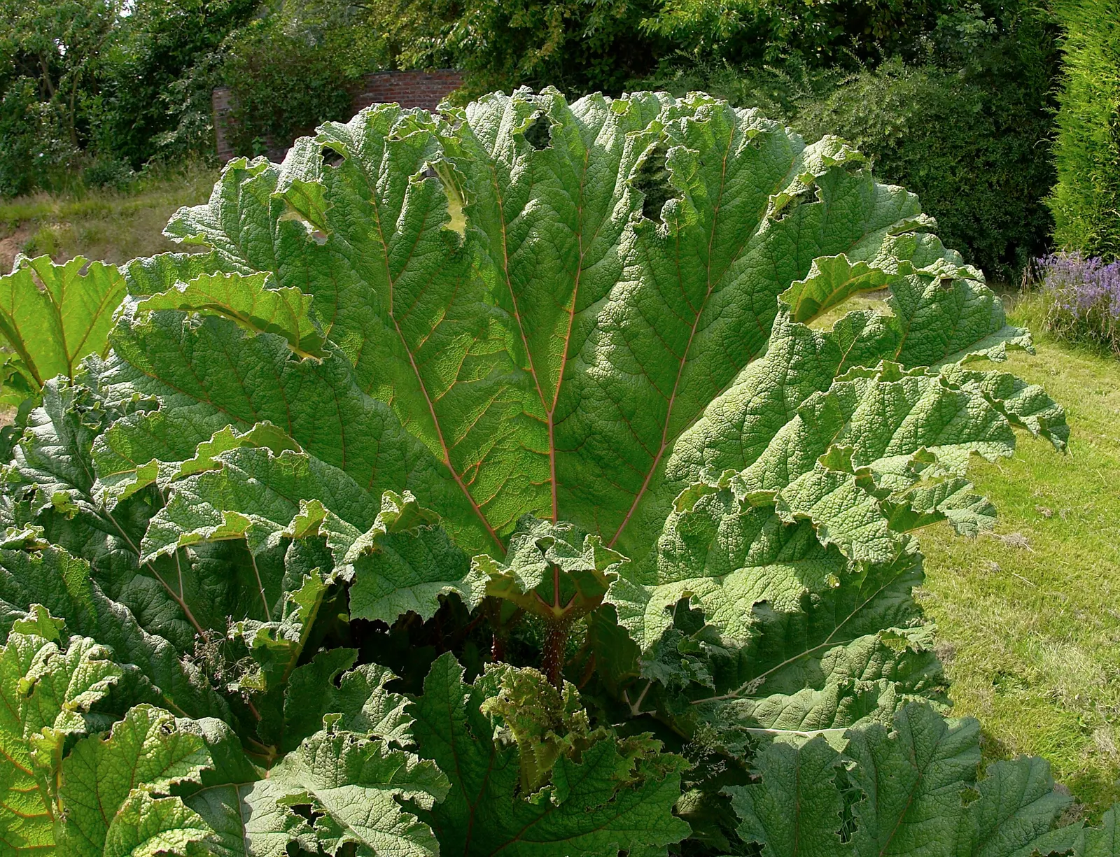 Giant Gunnera (Gunnera Manicata) — This architectural plant originates from South America and is renowned for its colossal; commonly known as the, image 47