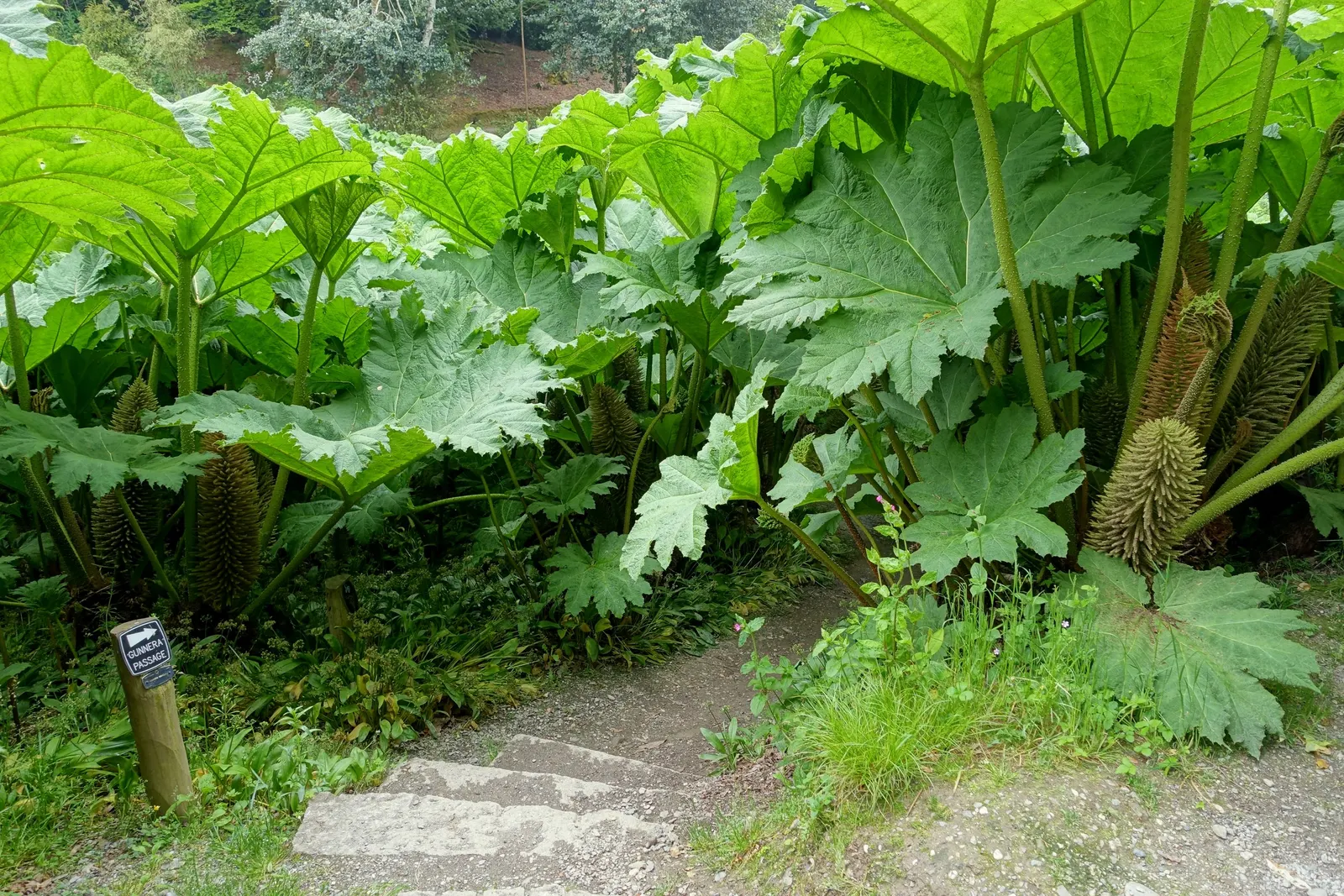 Giant Gunnera (Gunnera Manicata) — aquatic / perennial with green and red blooms; where its roots can remain hydrated