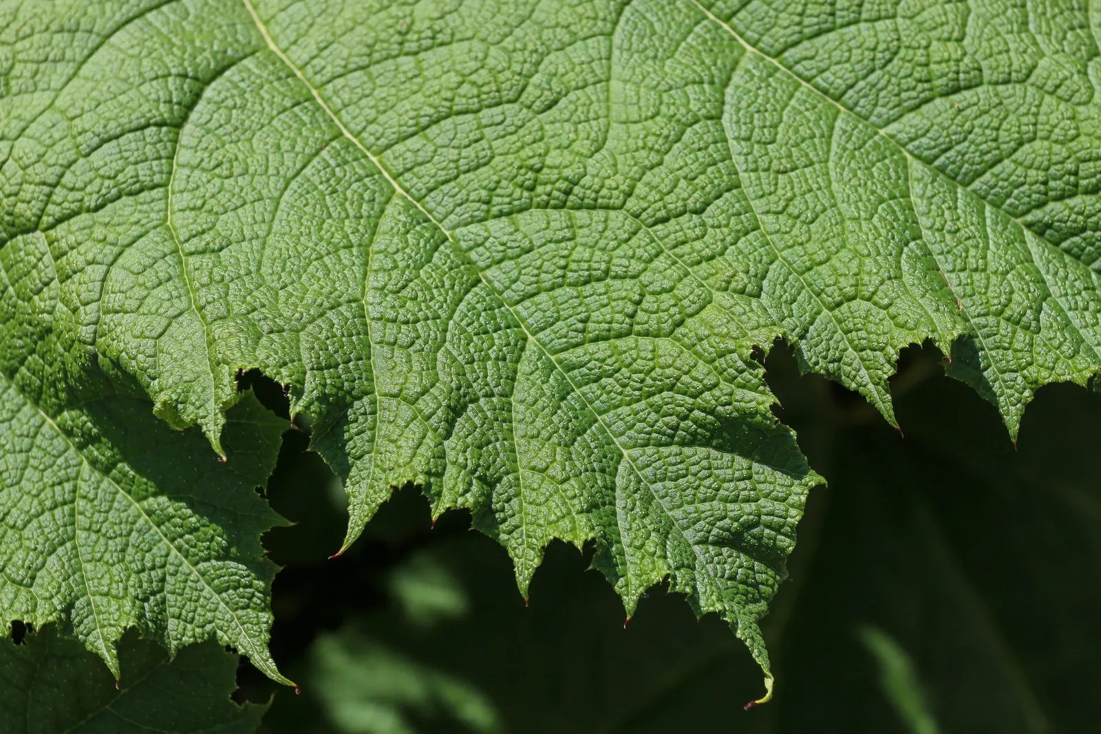 Giant Gunnera (Gunnera Manicata) — Ideal for a waterside focal point in USDA zones 7-10; green and red flowers in the garden, image 63