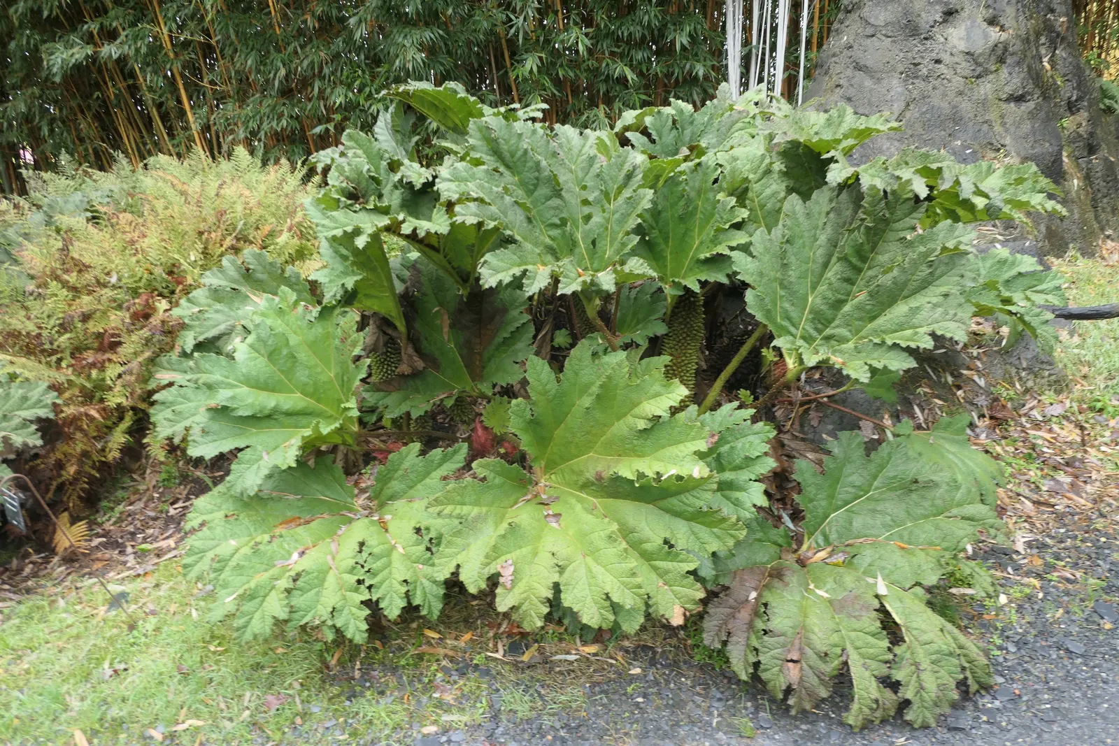 Giant Gunnera (Gunnera Manicata) — aquatic / perennial with green and red blooms; where its roots can remain hydrated, image 79