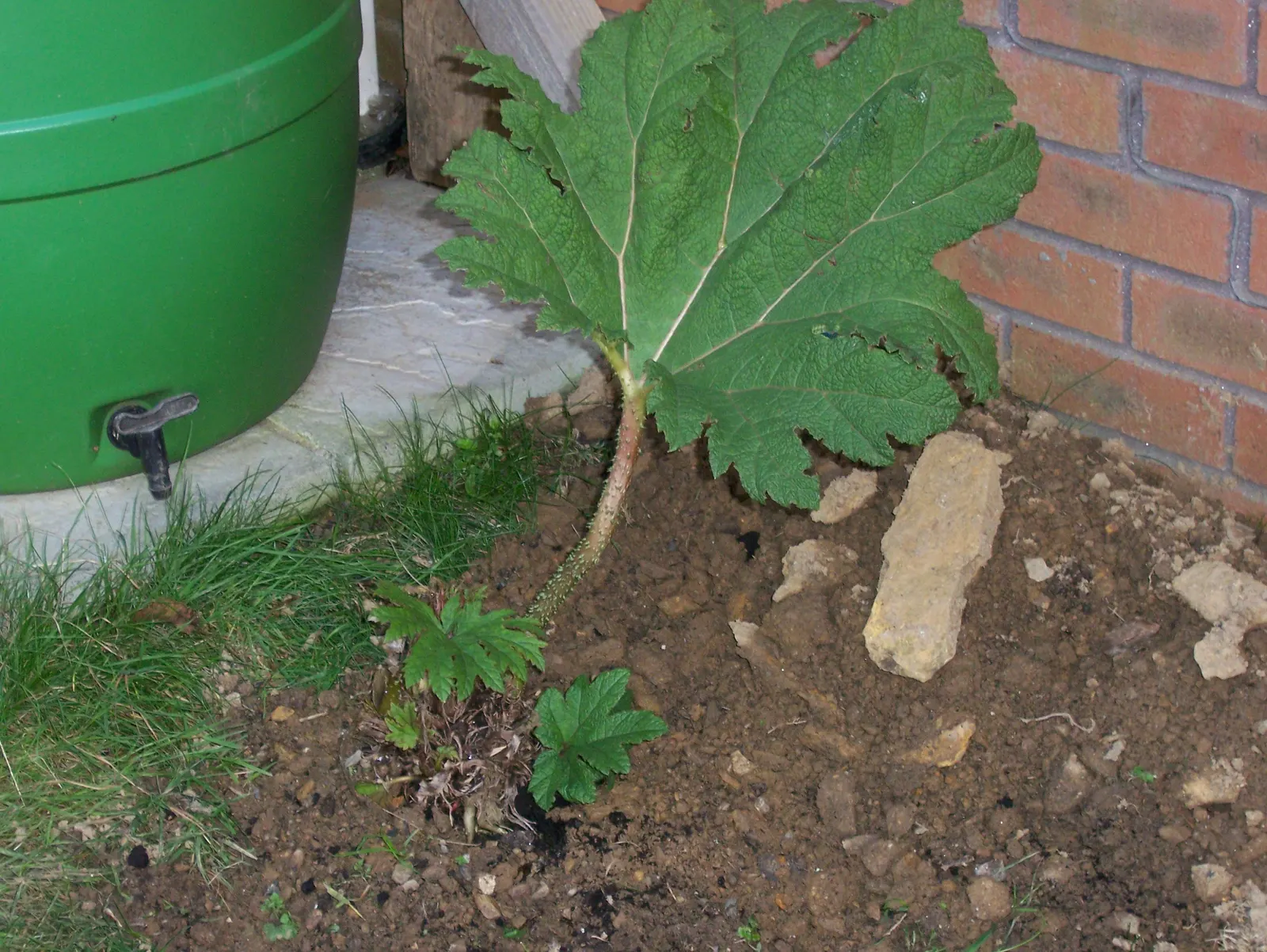 Giant Gunnera (Gunnera Manicata) — This architectural plant originates from South America and is renowned for its colossal; commonly known as the Giant Gunnera