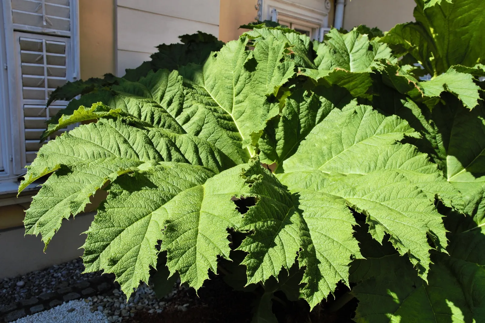 Giant Gunnera (Gunnera Manicata) — Regular feeding and consistent moisture will ensure this plant maintains vigor and its signature grandeur, image 77