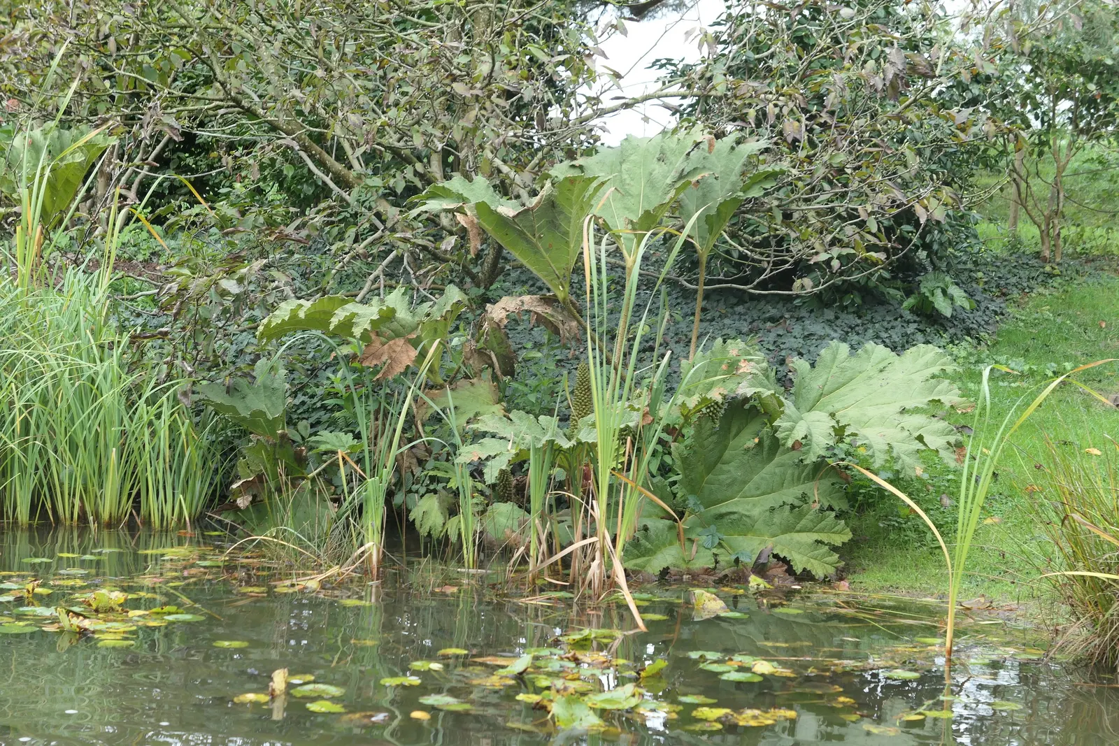 Giant Gunnera (Gunnera Manicata) — the Giant Gunnera thrives in moist; displaying tiny reddish-green florets, image 88