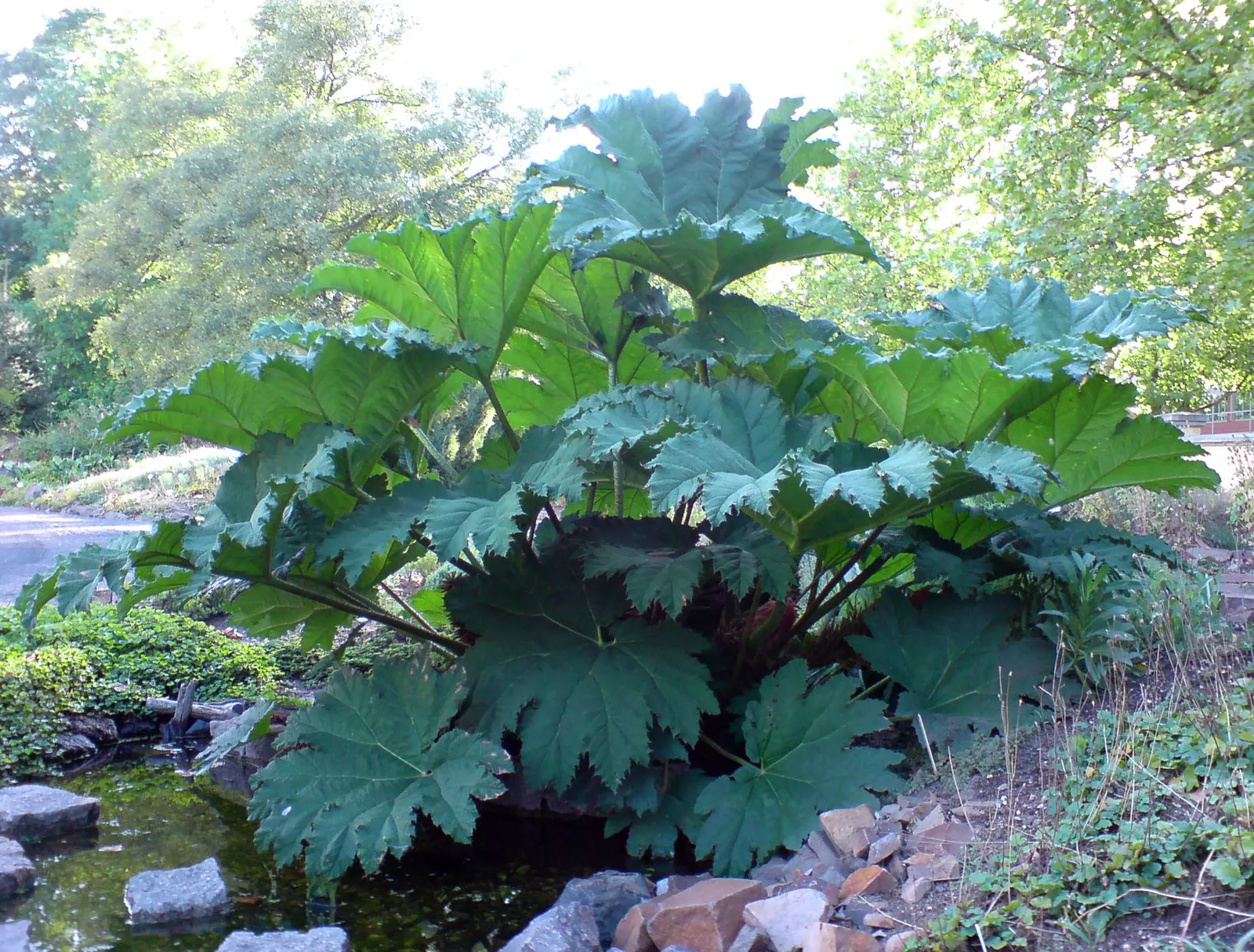 Giant Gunnera (Gunnera Manicata) — instantly transforming any garden scape into a tropical retreat