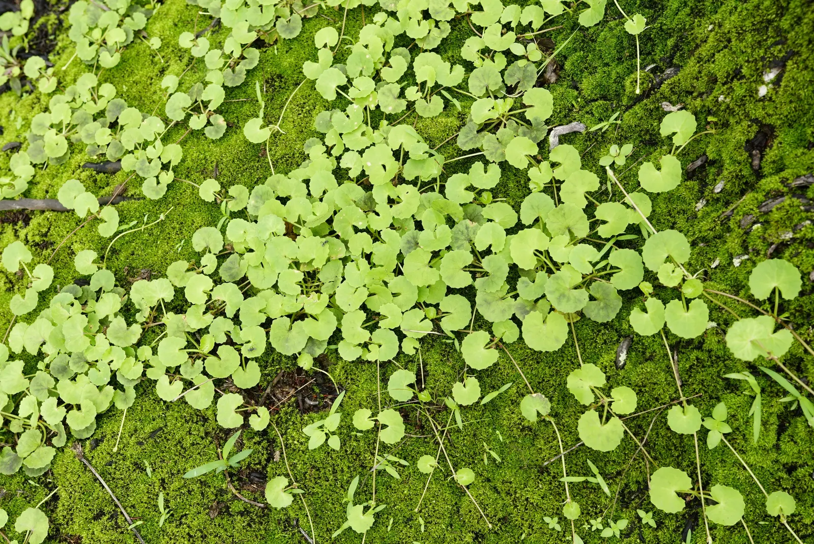 Lawn Marshpennywort (Hydrocotyle Sibthorpioides) — well-drained soils but is quite adaptable and will tolerate a range of soil conditions