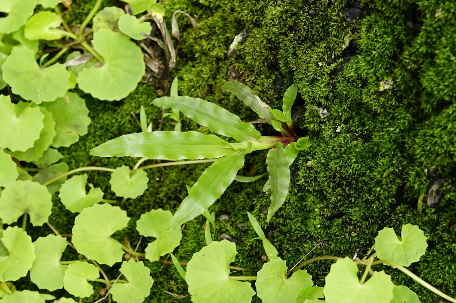 Lawn Marshpennywort (Hydrocotyle Sibthorpioides) — glossy leaves that span up to 0.5 inches in diameter