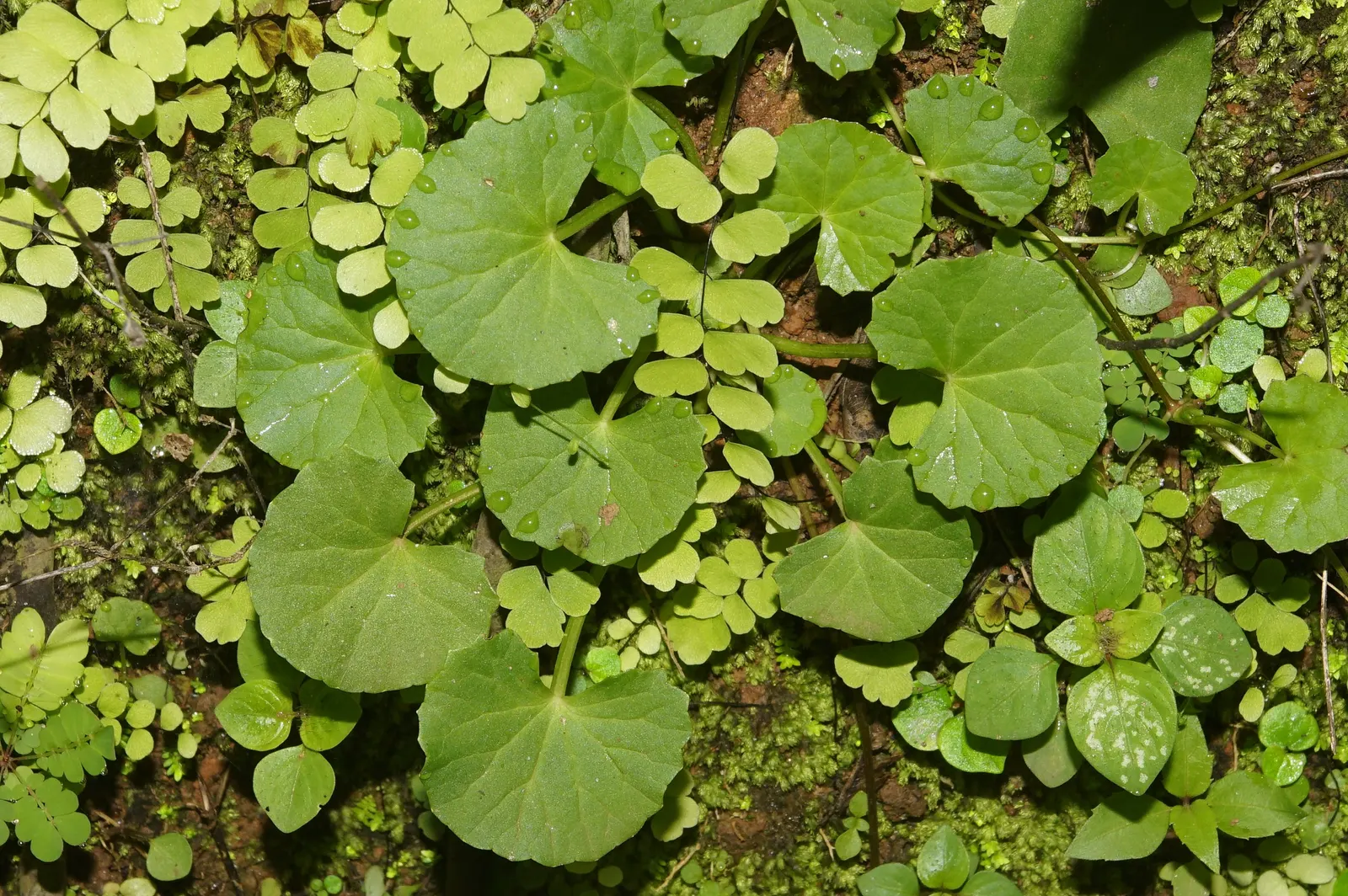 Lawn Marshpennywort (Hydrocotyle Sibthorpioides) — glossy leaves that span up to 0.5 inches in diameter; requiring minimal care once established.<br><br>In a