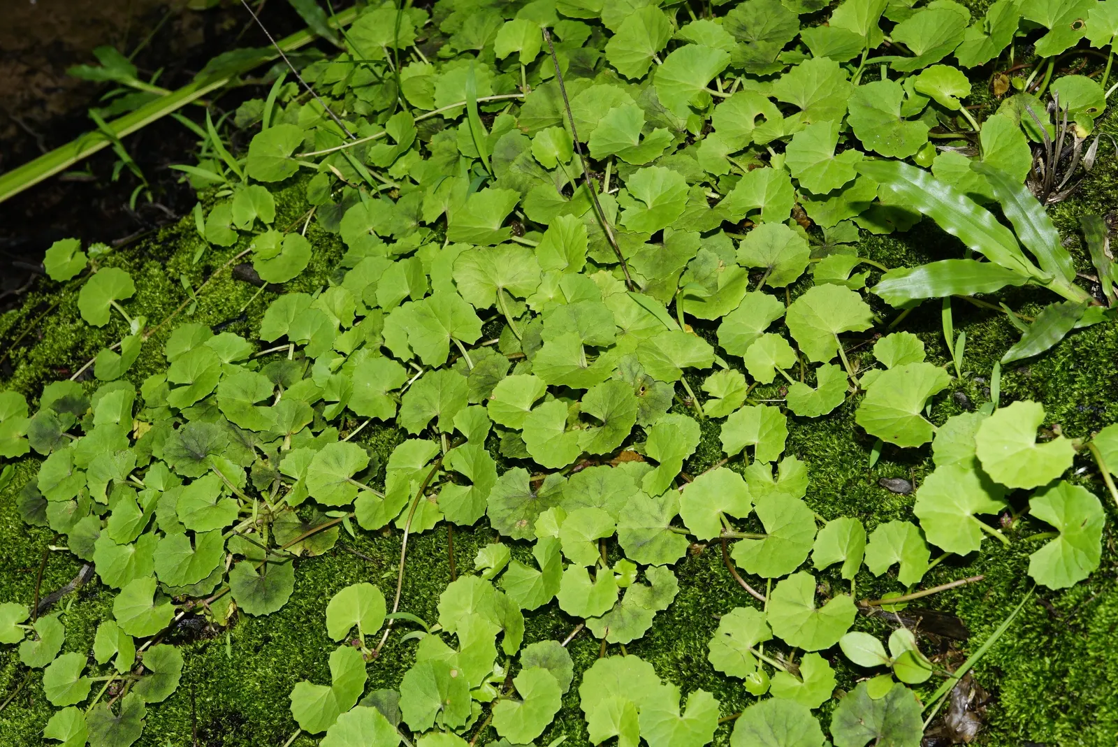Lawn Marshpennywort (Hydrocotyle Sibthorpioides) — mat-forming perennial that offers a lush carpet of greenery
