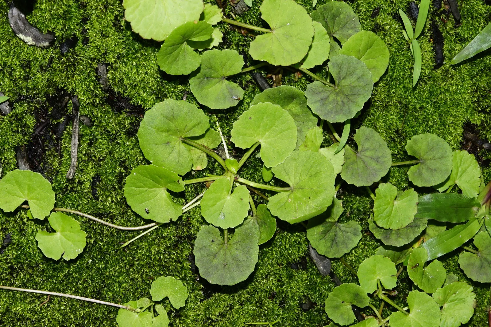 Lawn Marshpennywort (Hydrocotyle Sibthorpioides) — This low-growing plant typically stands no more than 1 inch tall