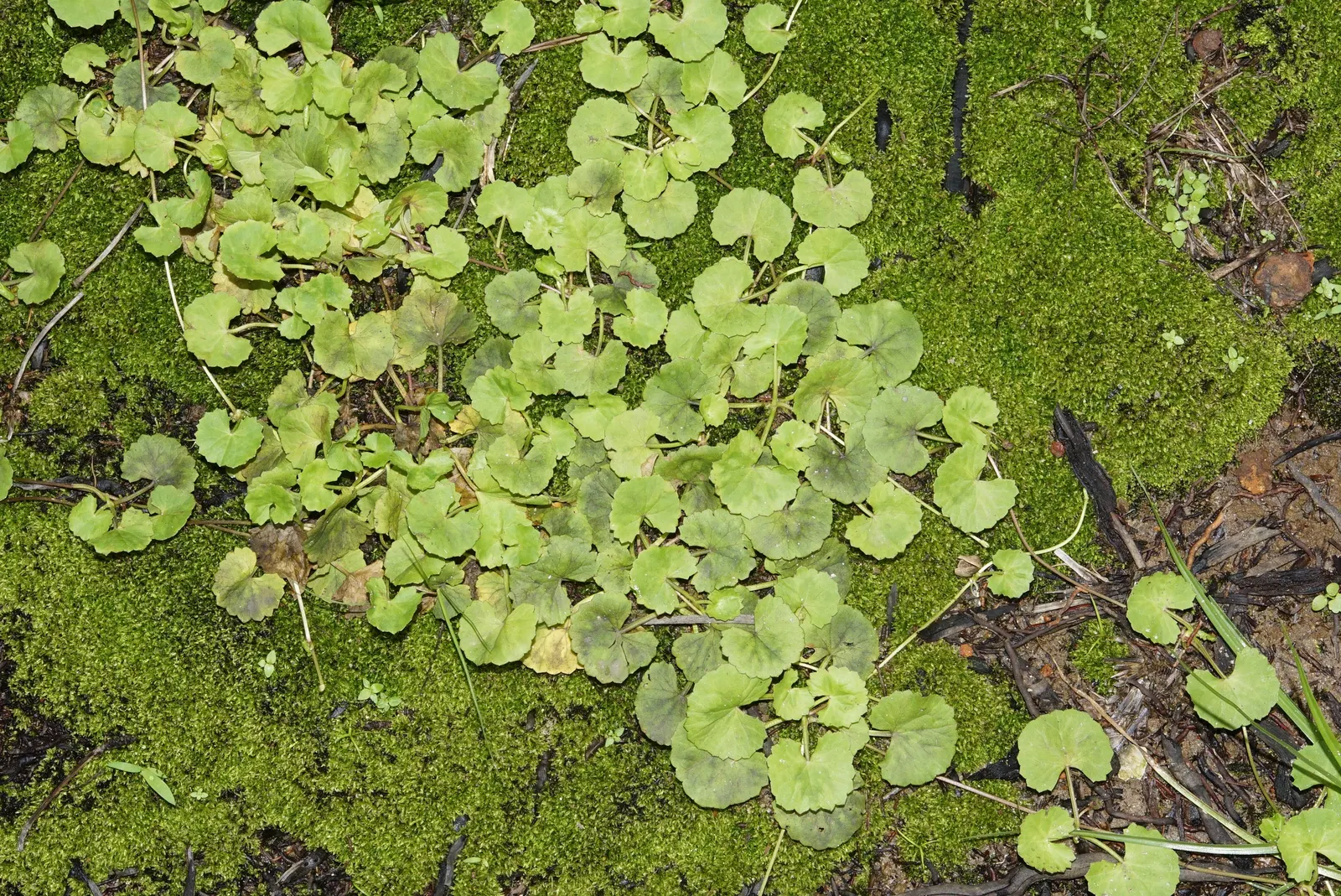 Lawn Marshpennywort (Hydrocotyle Sibthorpioides) — well-drained soils in partial to full shade