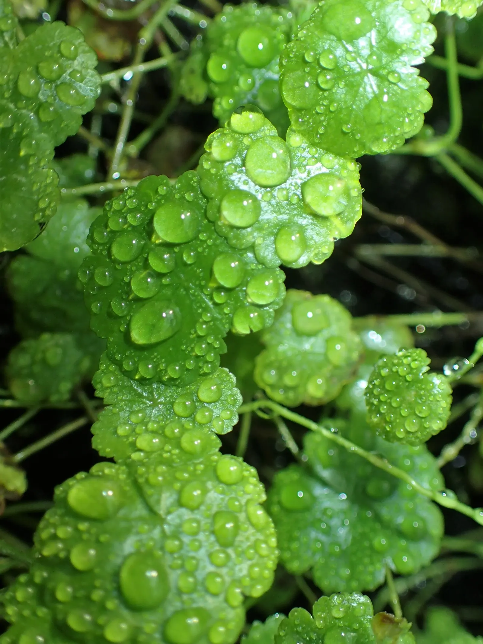 Lawn Marshpennywort (Hydrocotyle Sibthorpioides) — This ground cover reaches up to 2 inches tall and thrives in moist; commonly known as Lawn Marshpennywort
