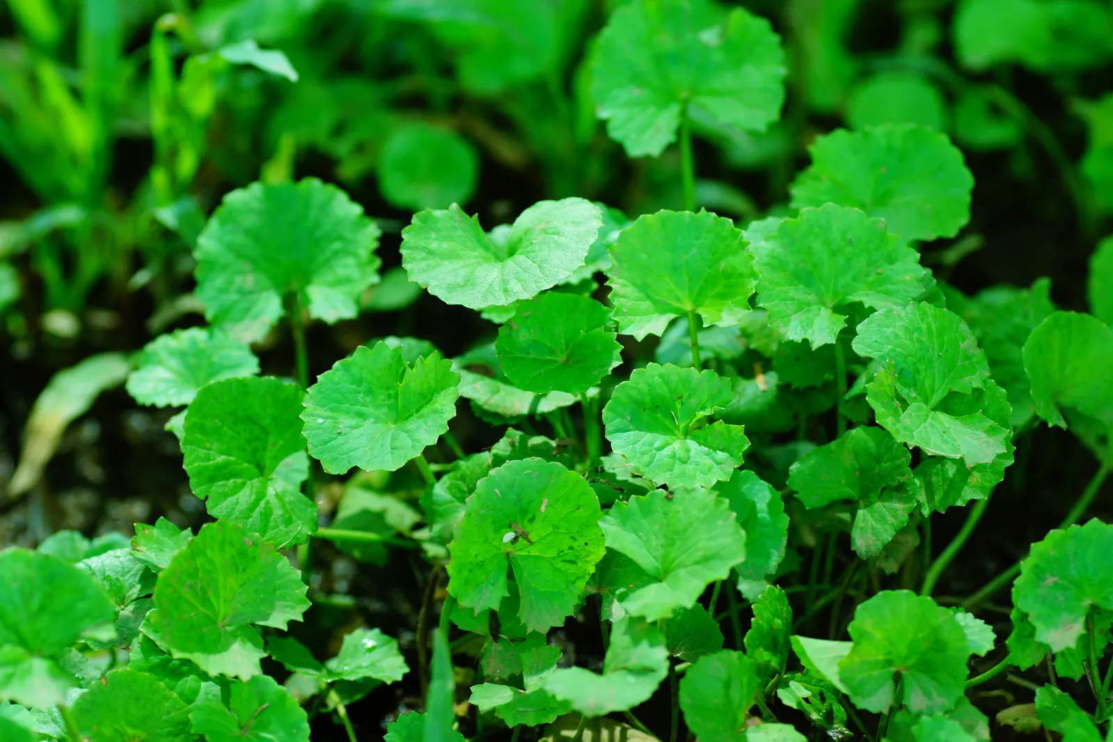 Lawn Marshpennywort (Hydrocotyle Sibthorpioides) — This ground cover reaches up to 2 inches tall and thrives in moist