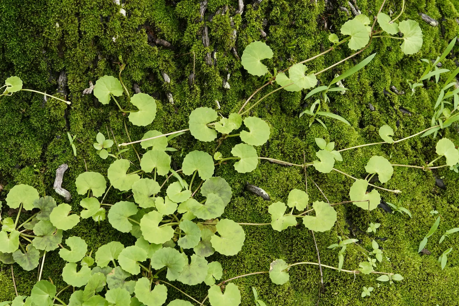 Lawn Marshpennywort (Hydrocotyle Sibthorpioides) — It enjoys partial shade but will also grow in full sun if adequate moisture is maintained