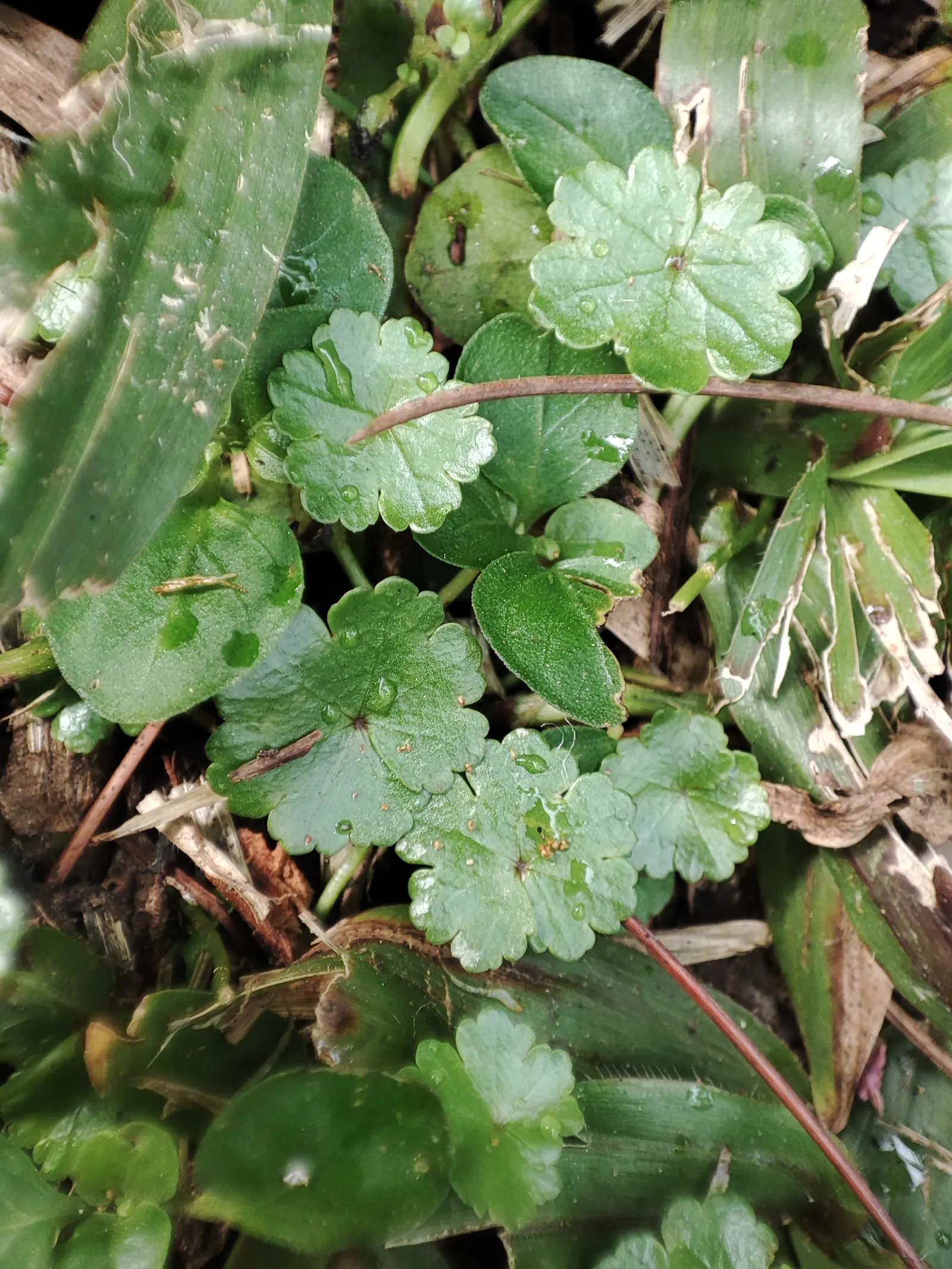 Lawn Marshpennywort (Hydrocotyle Sibthorpioides) — white to pale pink flowers are less conspicuous