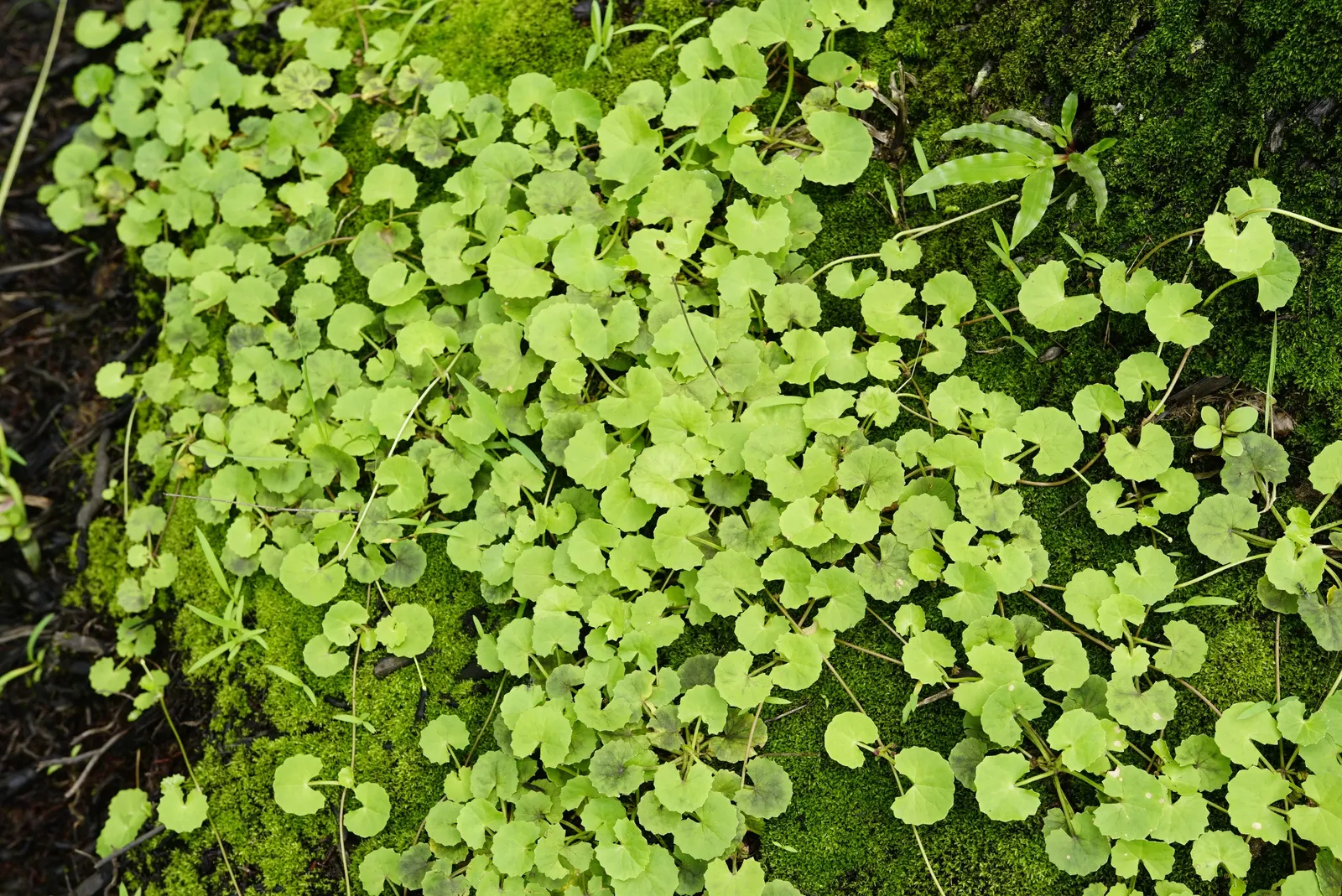 Lawn Marshpennywort (Hydrocotyle Sibthorpioides) — resembling miniature lily pads with scalloped edges