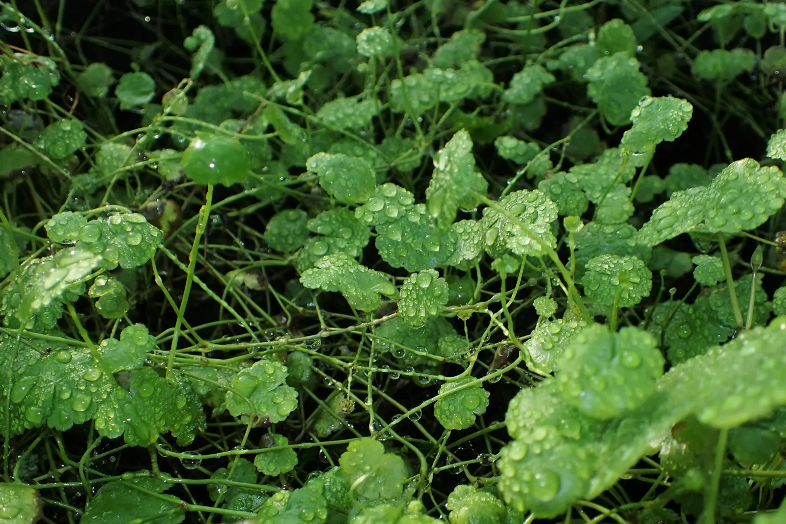 Lawn Marshpennywort (Hydrocotyle Sibthorpioides) — Hydrocotyle sibthorpioides plays a versatile role - elegant when used in fairy gardens