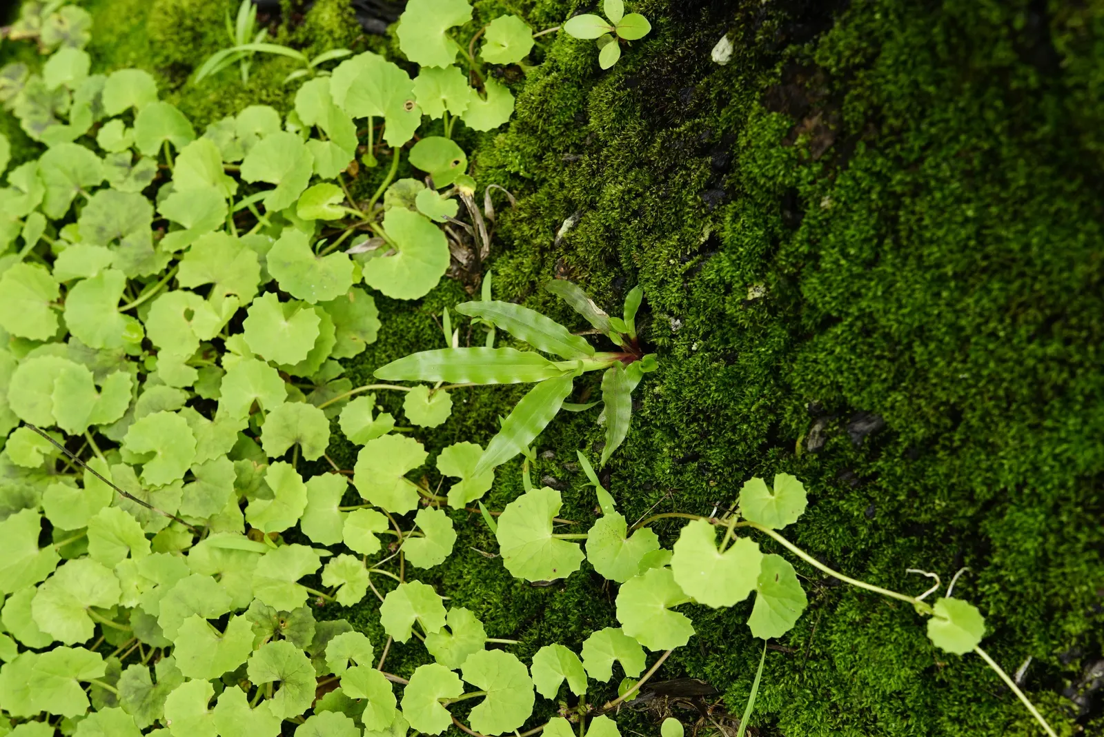 Lawn Marshpennywort (Hydrocotyle Sibthorpioides) — it's relatively low-maintenance
