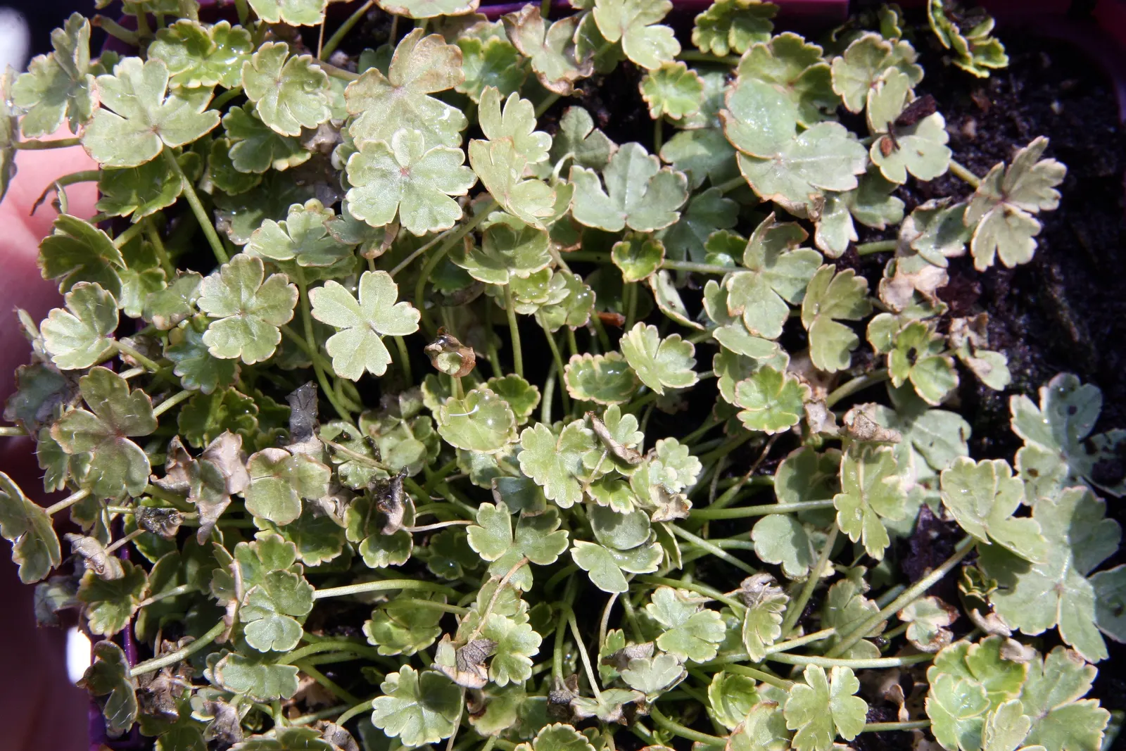 Lawn Marshpennywort (Hydrocotyle Sibthorpioides) — aquatic / perennial with green and multi-colored and white blooms