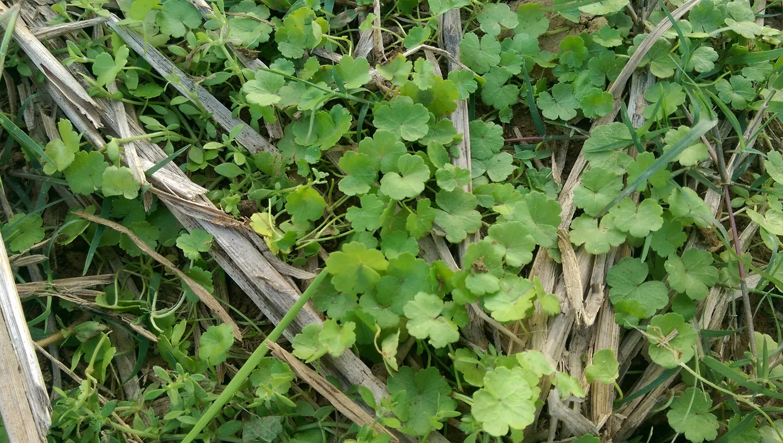 Lawn Marshpennywort (Hydrocotyle Sibthorpioides) — perfect for softening hard landscapes or as a living mulch between larger plants; resembling miniature lily
