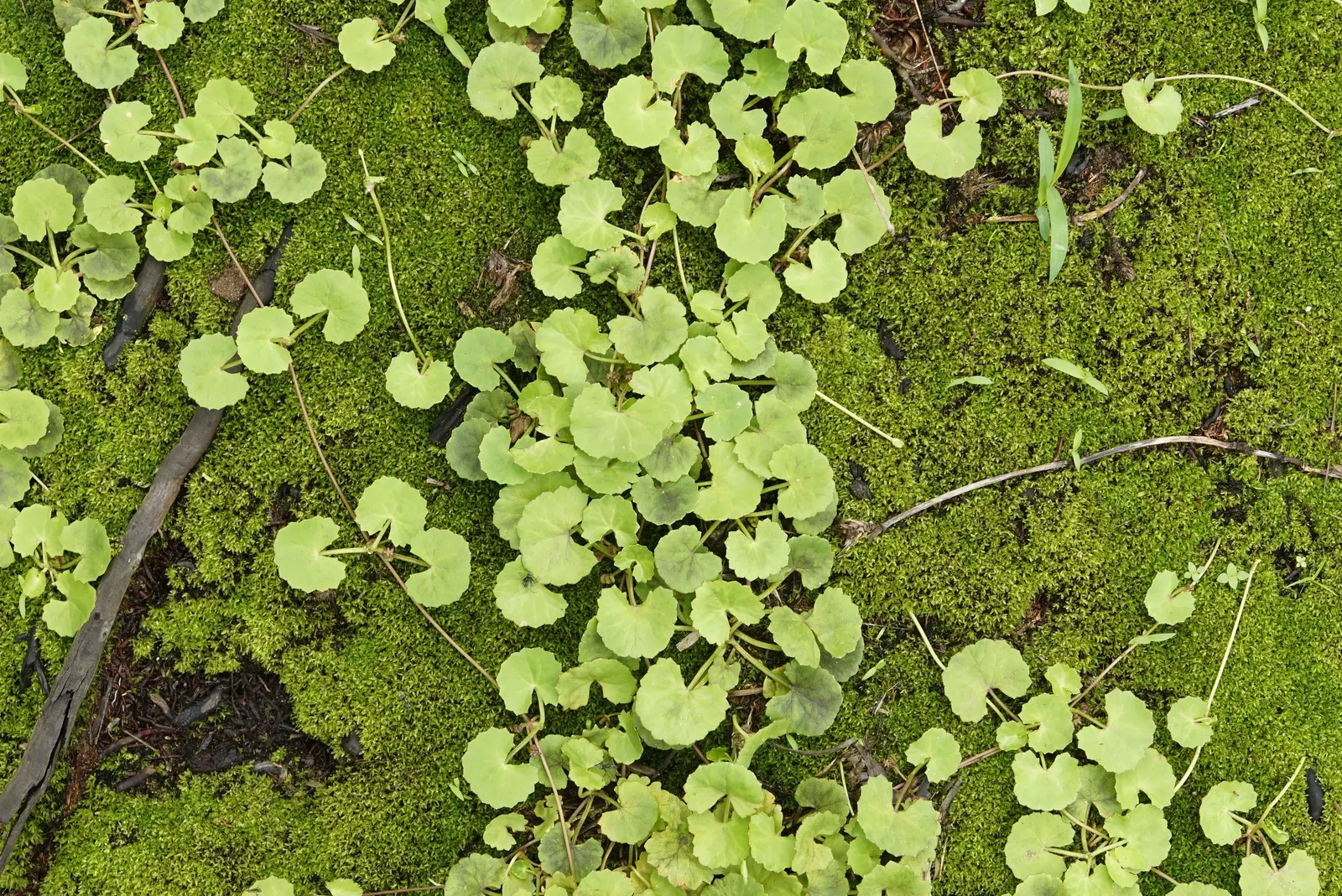 Lawn Marshpennywort (Hydrocotyle Sibthorpioides) — mat-forming perennial with circular