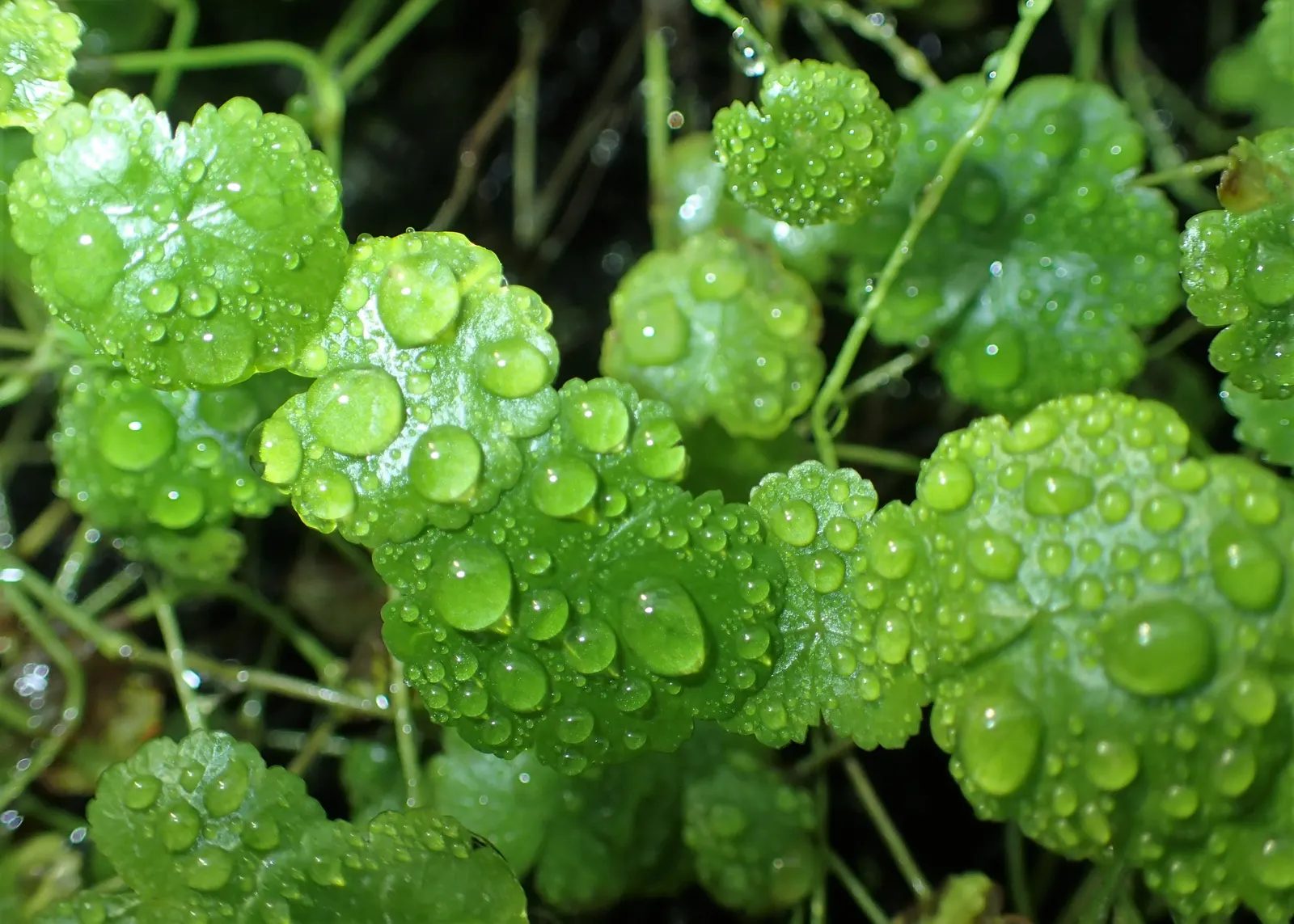 Lawn Marshpennywort (Hydrocotyle Sibthorpioides) — commonly known as Lawn Marshpennywort; this ground cover reaches up to 2 inches tall and thrives in moist