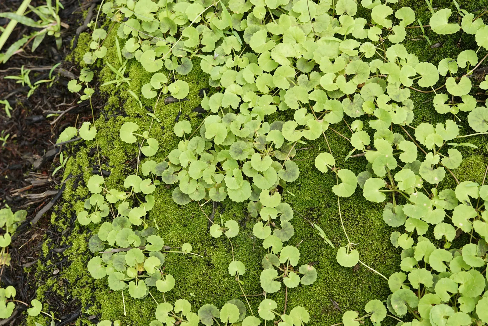 Lawn Marshpennywort (Hydrocotyle Sibthorpioides) — including periodically wet areas