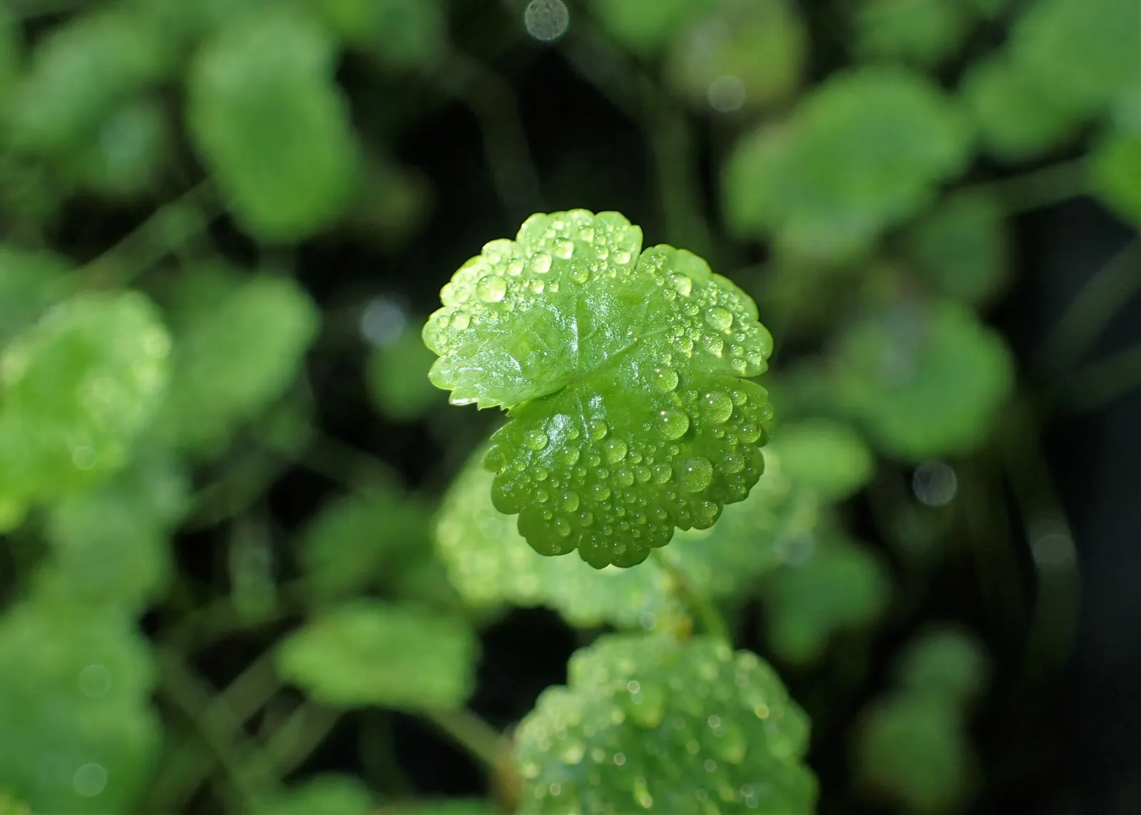 Lawn Marshpennywort (Hydrocotyle Sibthorpioides) — or ecological as a ground cover