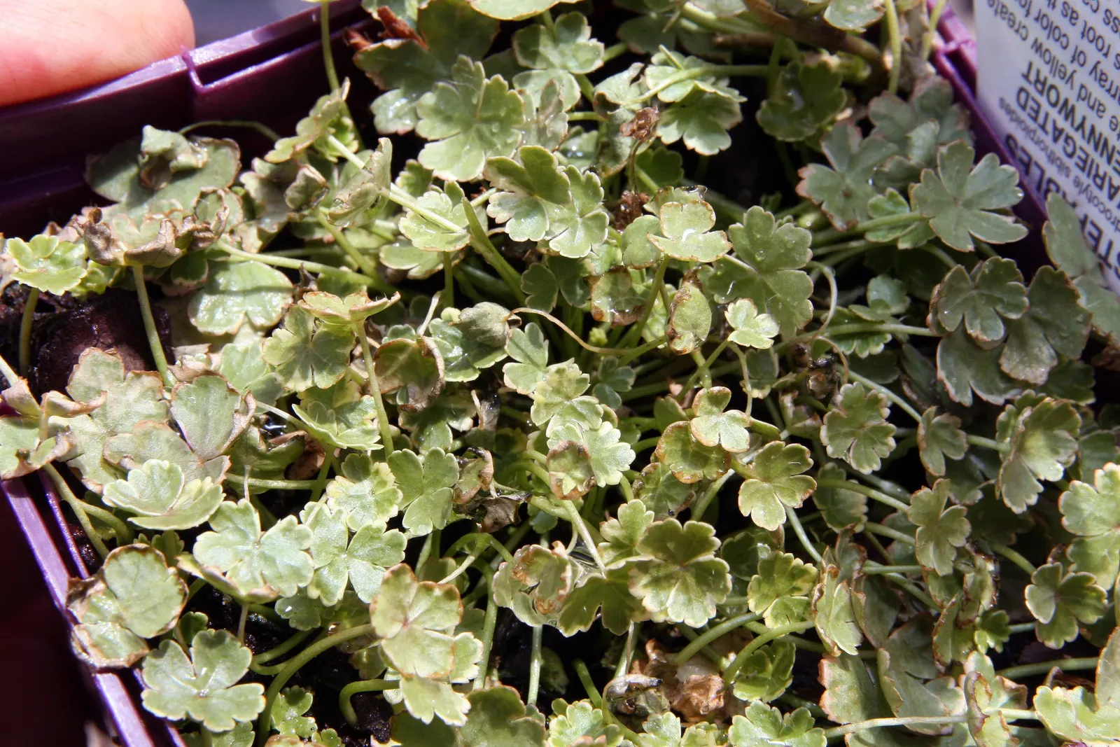 Lawn Marshpennywort (Hydrocotyle Sibthorpioides) — practical as a living pathway