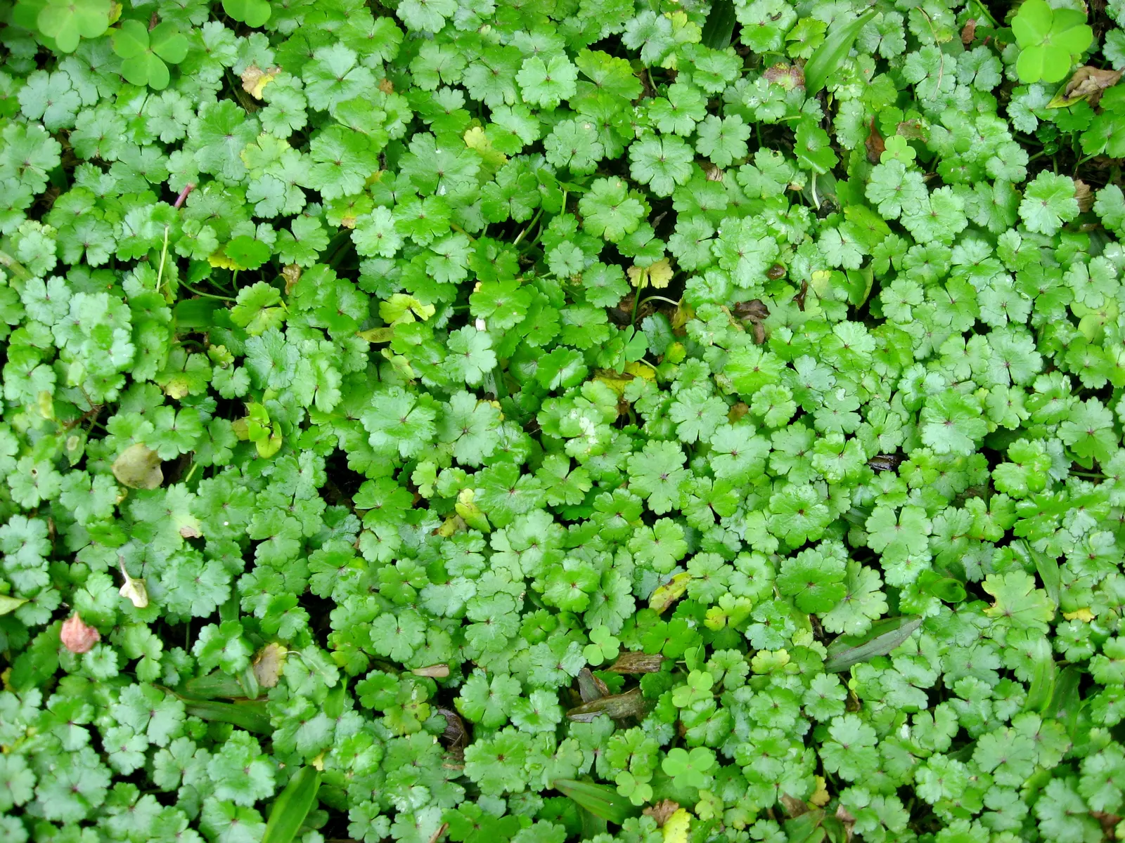 Lawn Marshpennywort (Hydrocotyle Sibthorpioides) — green and multi-colored and white flowers in the garden