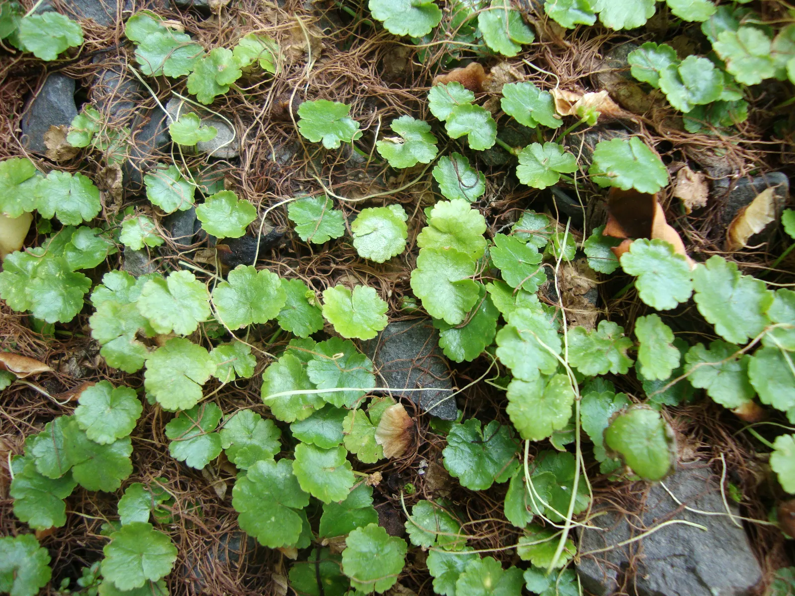 Lawn Marshpennywort (Hydrocotyle Sibthorpioides) — scientifically referred to as Hydrocotyle sibthorpioides; green and multi-colored and white flowers in the