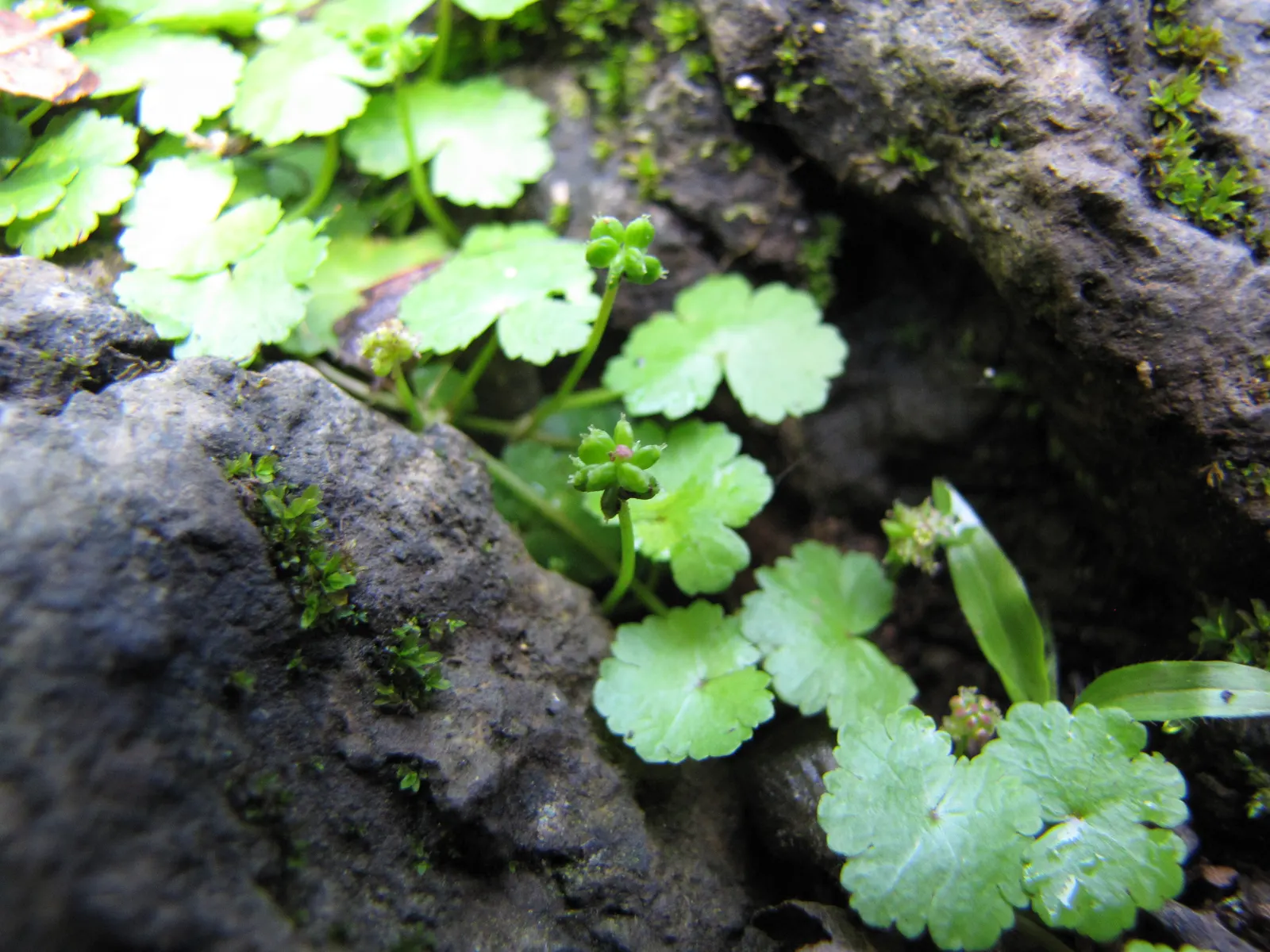 Lawn Marshpennywort (Hydrocotyle Sibthorpioides) — commonly known as Lawn Marshpennywort