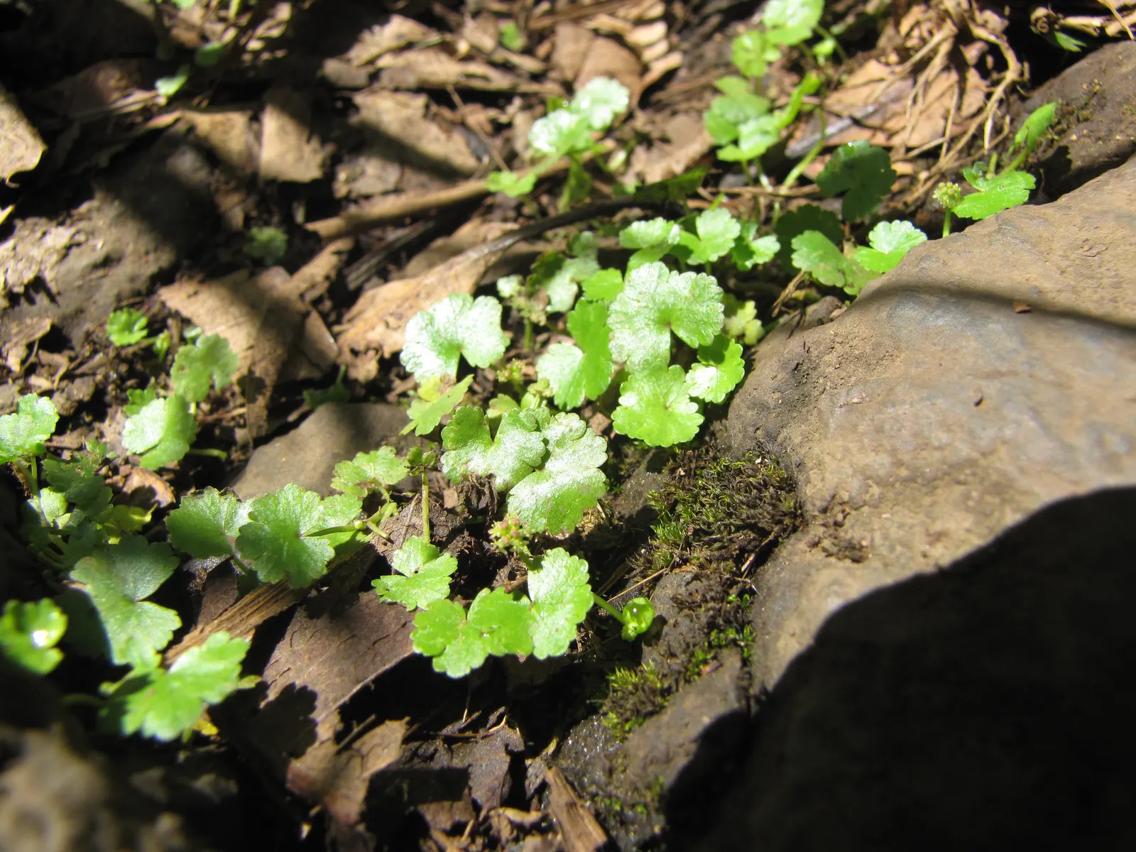 Lawn Marshpennywort (Hydrocotyle Sibthorpioides) — mat-forming perennial that offers a lush carpet of greenery; well-drained soils in partial to full shade