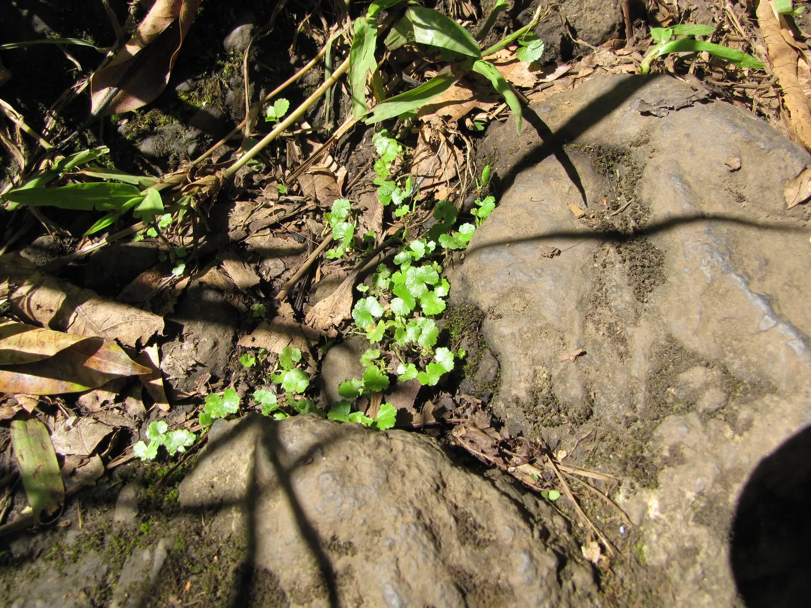 Lawn Marshpennywort (Hydrocotyle Sibthorpioides) — well-drained soils in partial to full shade; mat-forming perennial that offers a lush carpet of greenery
