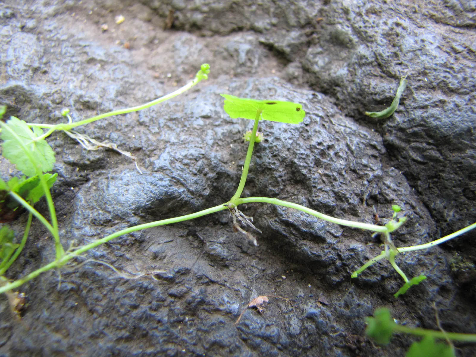 Lawn Marshpennywort (Hydrocotyle Sibthorpioides) — perfect for softening hard landscapes or as a living mulch between larger plants