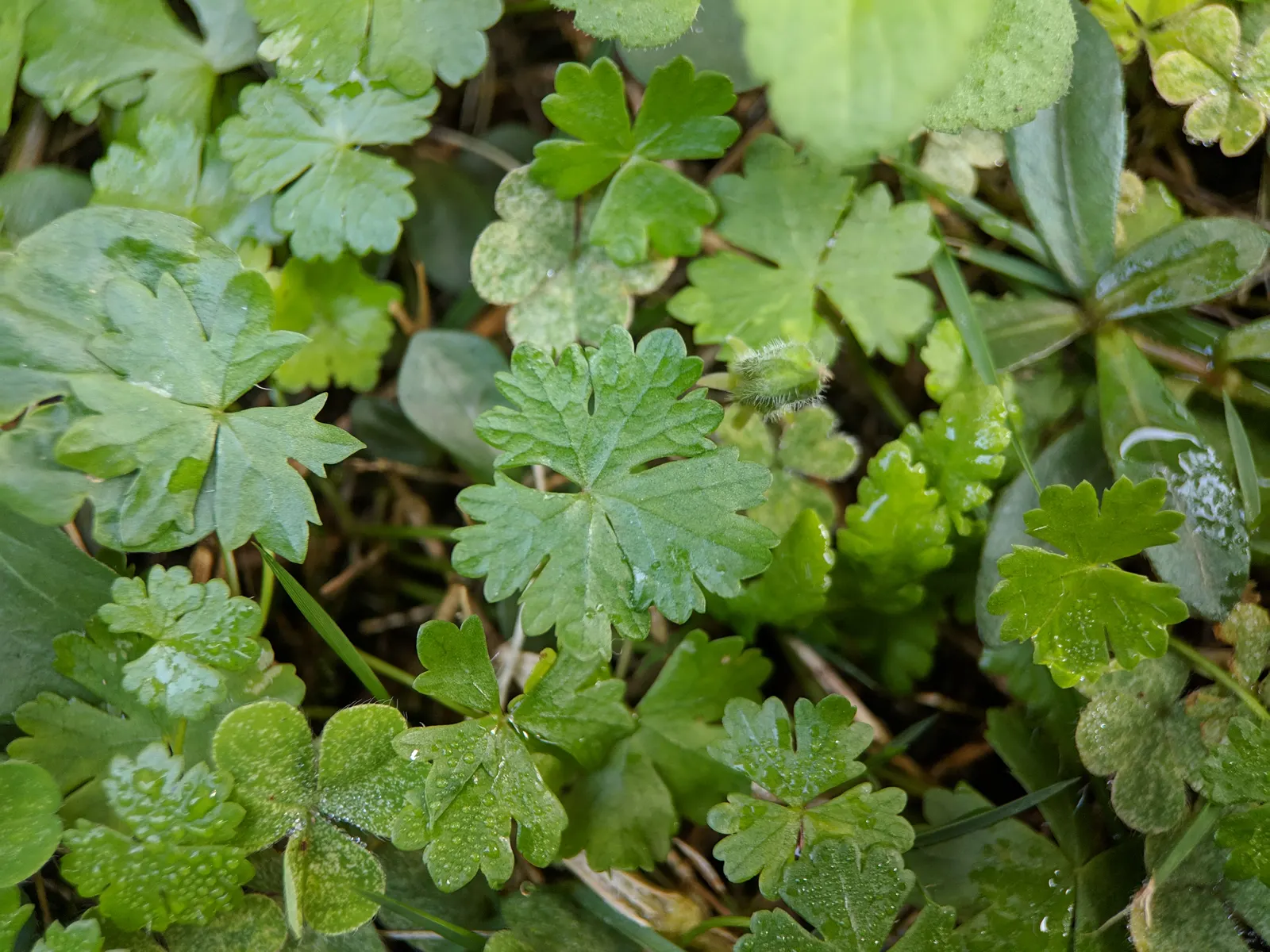 Lawn Marshpennywort (Hydrocotyle Sibthorpioides) — mat-forming perennial with circular; roughly 1/2 inch in diameter