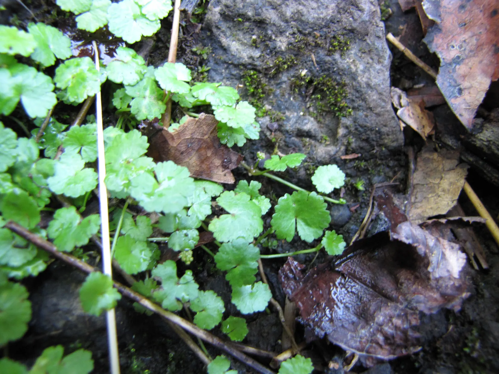 Lawn Marshpennywort (Hydrocotyle Sibthorpioides) — living carpet in shaded garden areas