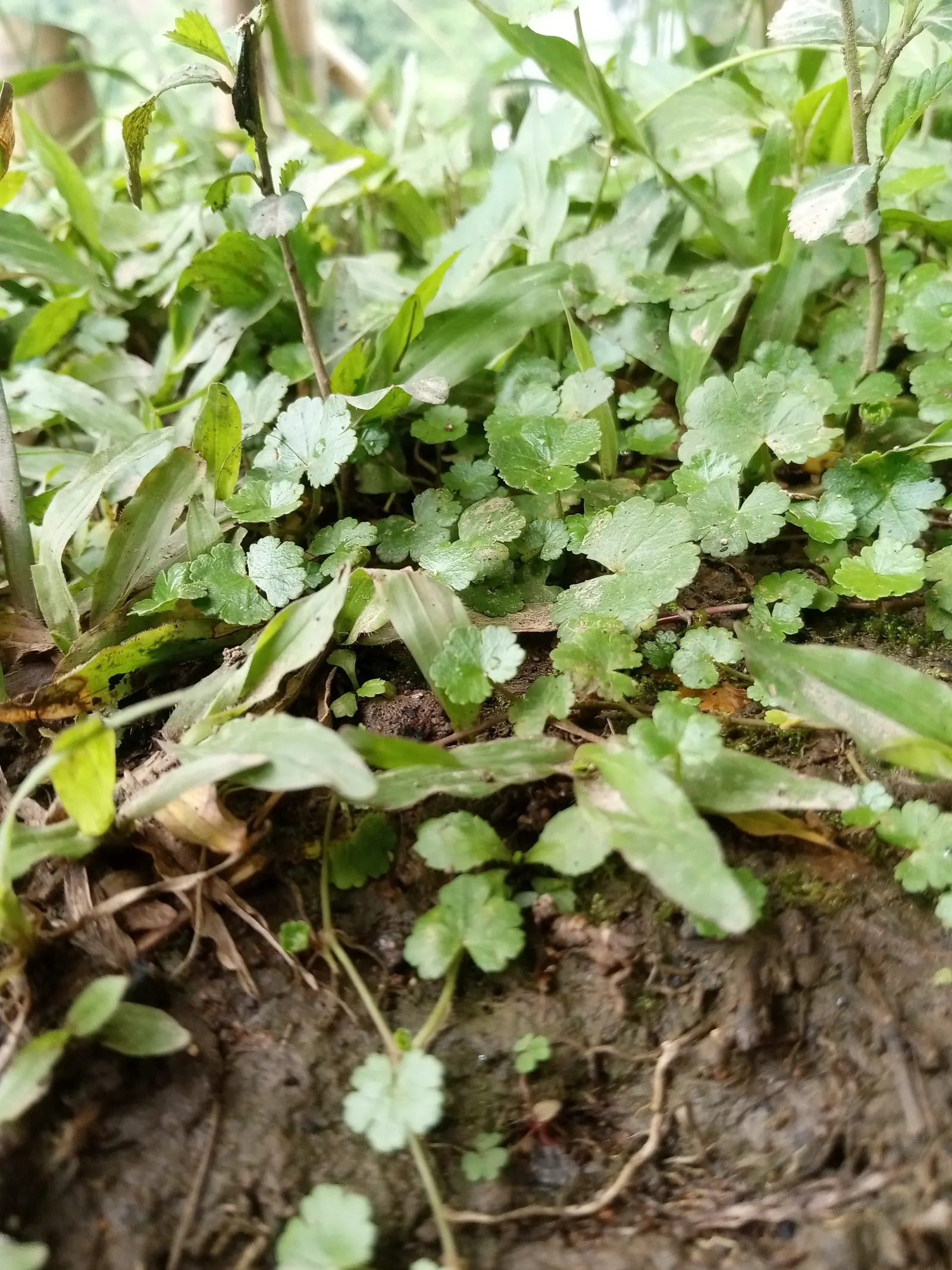 Lawn Marshpennywort (Hydrocotyle Sibthorpioides) — roughly 1/2 inch in diameter