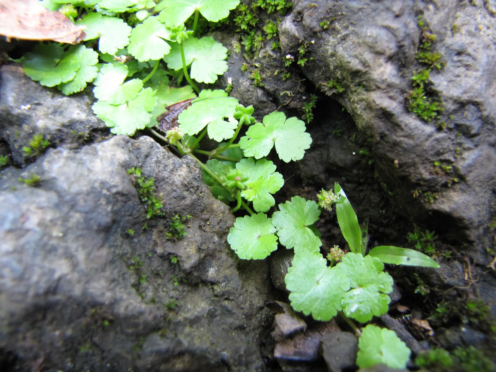 Lawn Marshpennywort (Hydrocotyle Sibthorpioides) — scientifically referred to as Hydrocotyle sibthorpioides